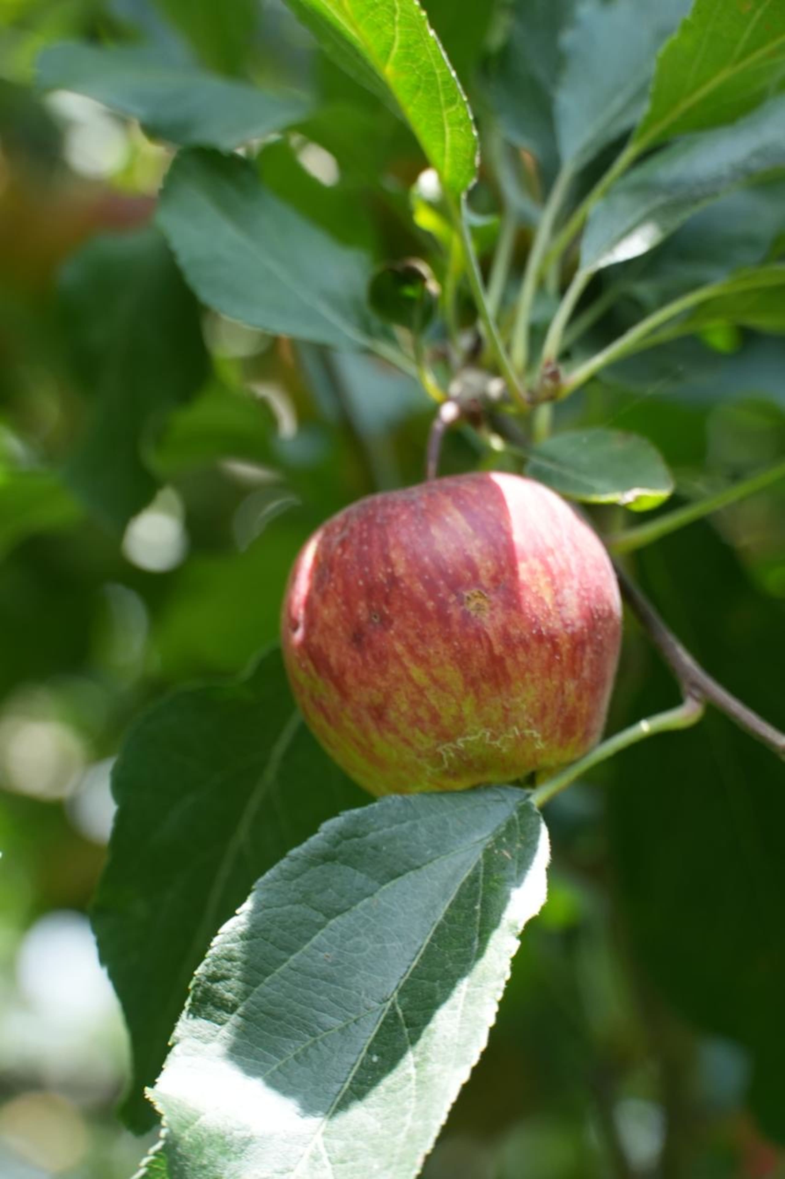 Happy Apple Farm Stay 35