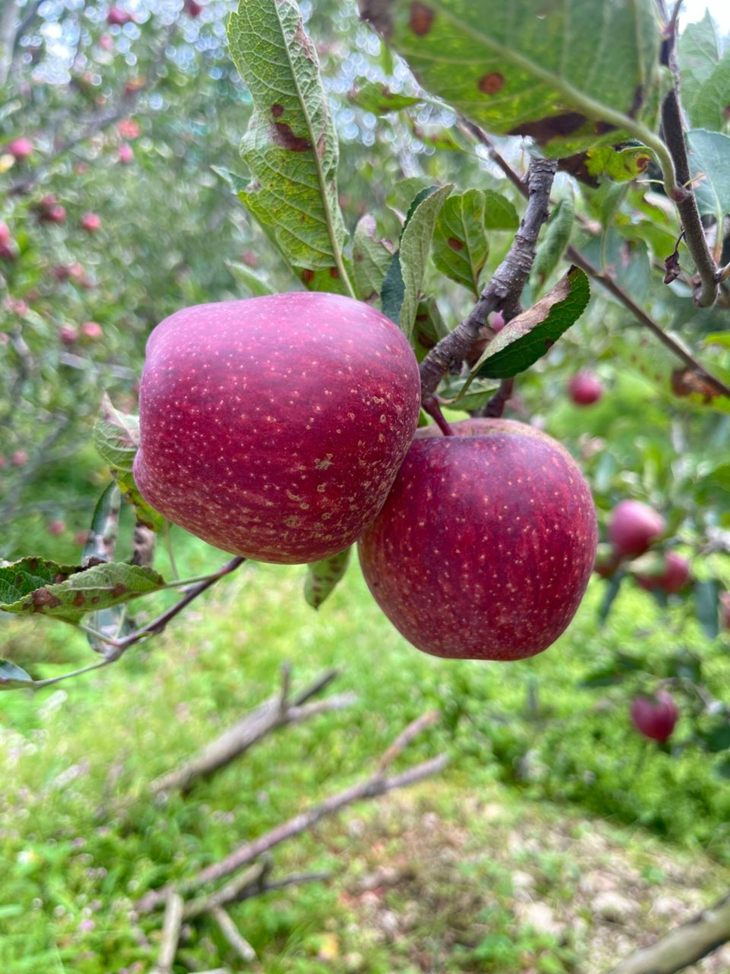 Happy Apple Farm Stay 23