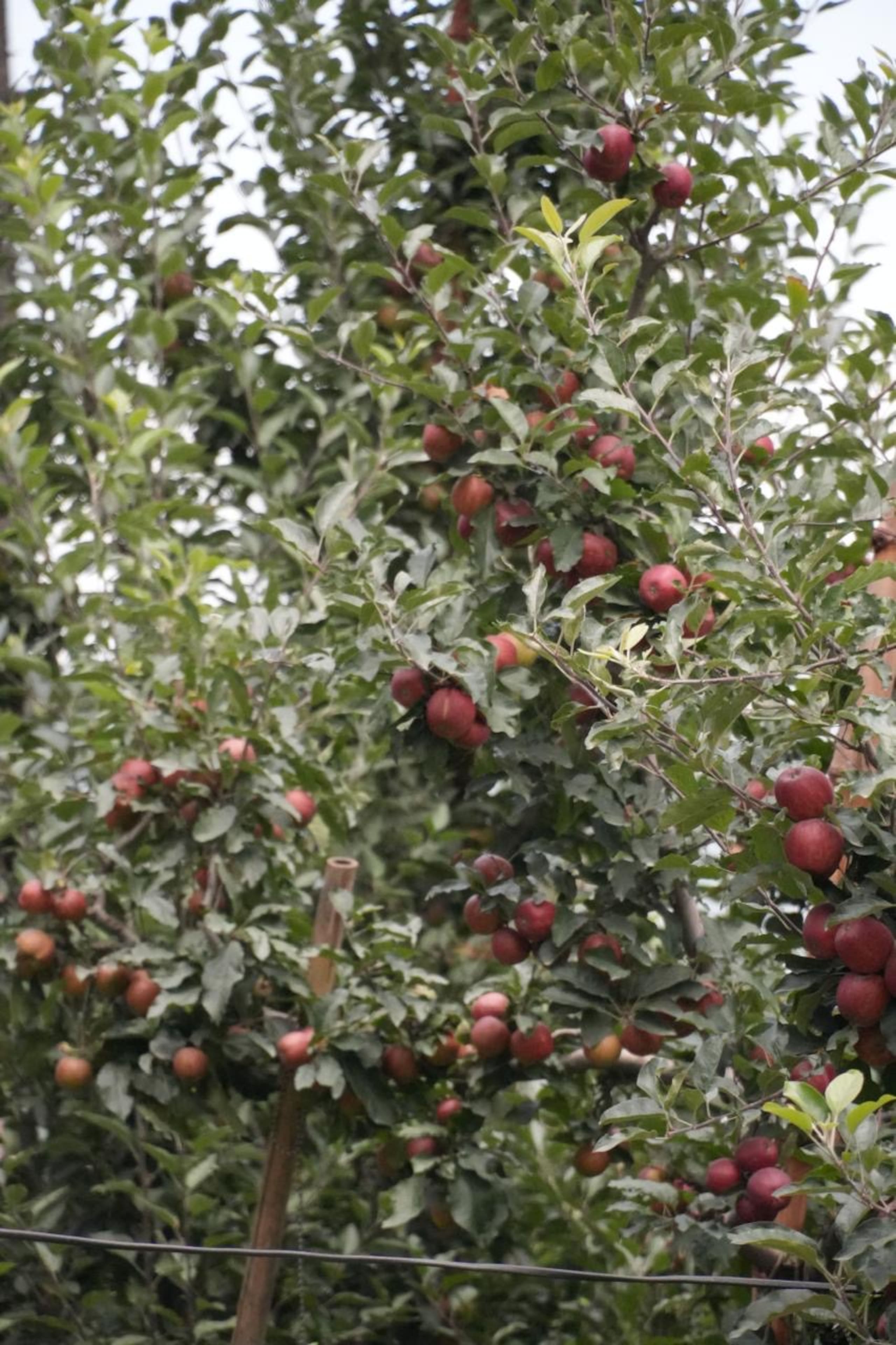 Happy Apple Farm Stay 37