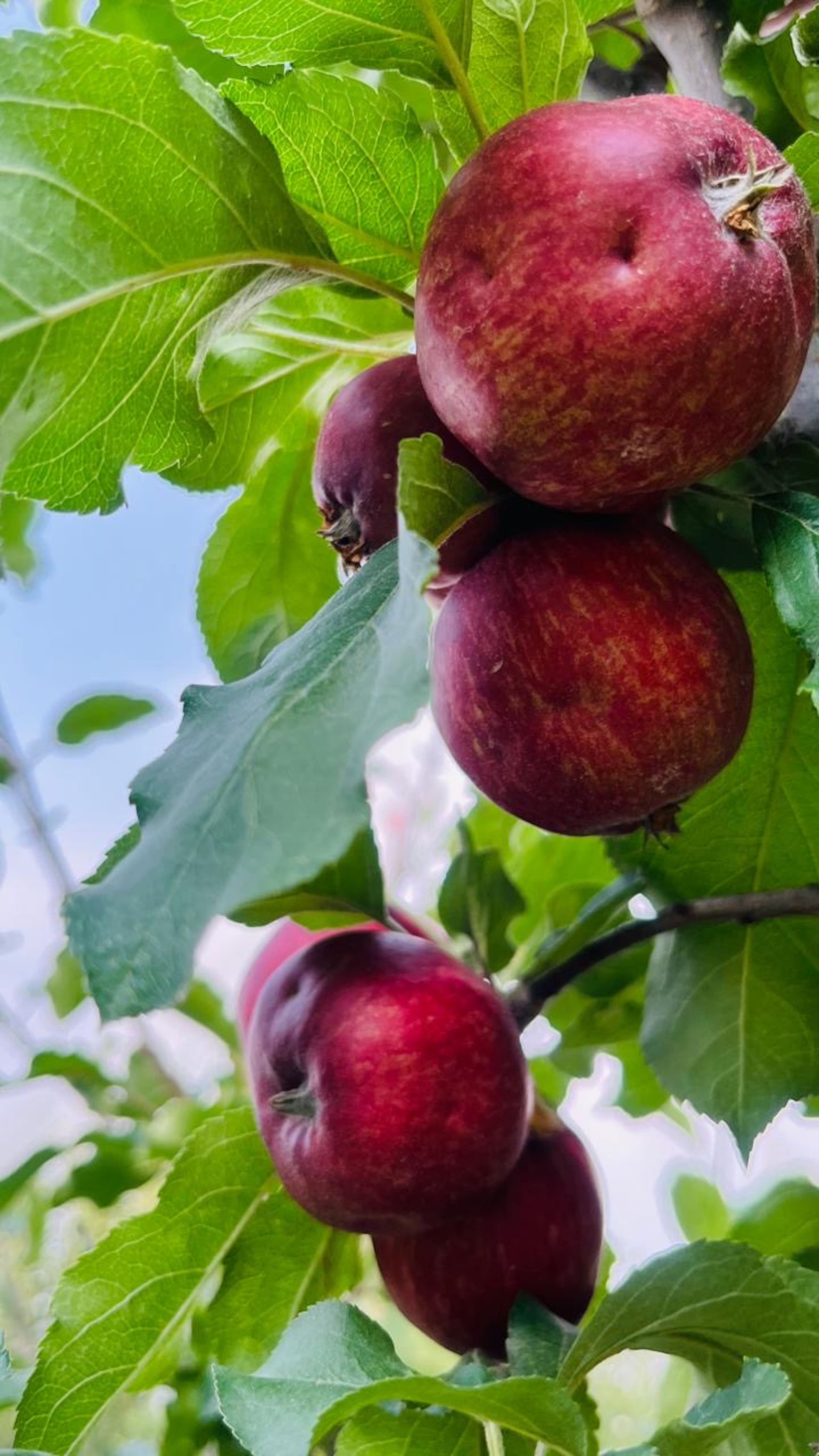 Happy Apple Farm Stay 39