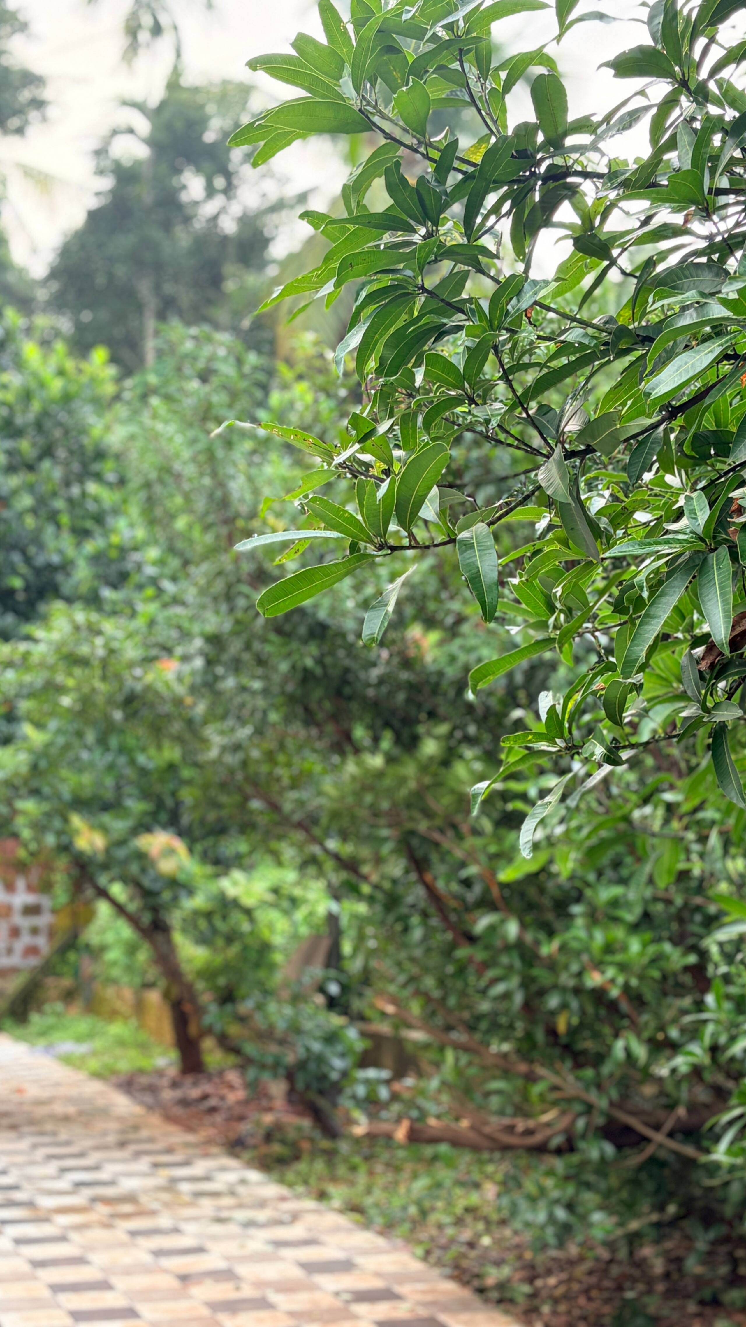 Othayoth villa 2bhk homestay 14