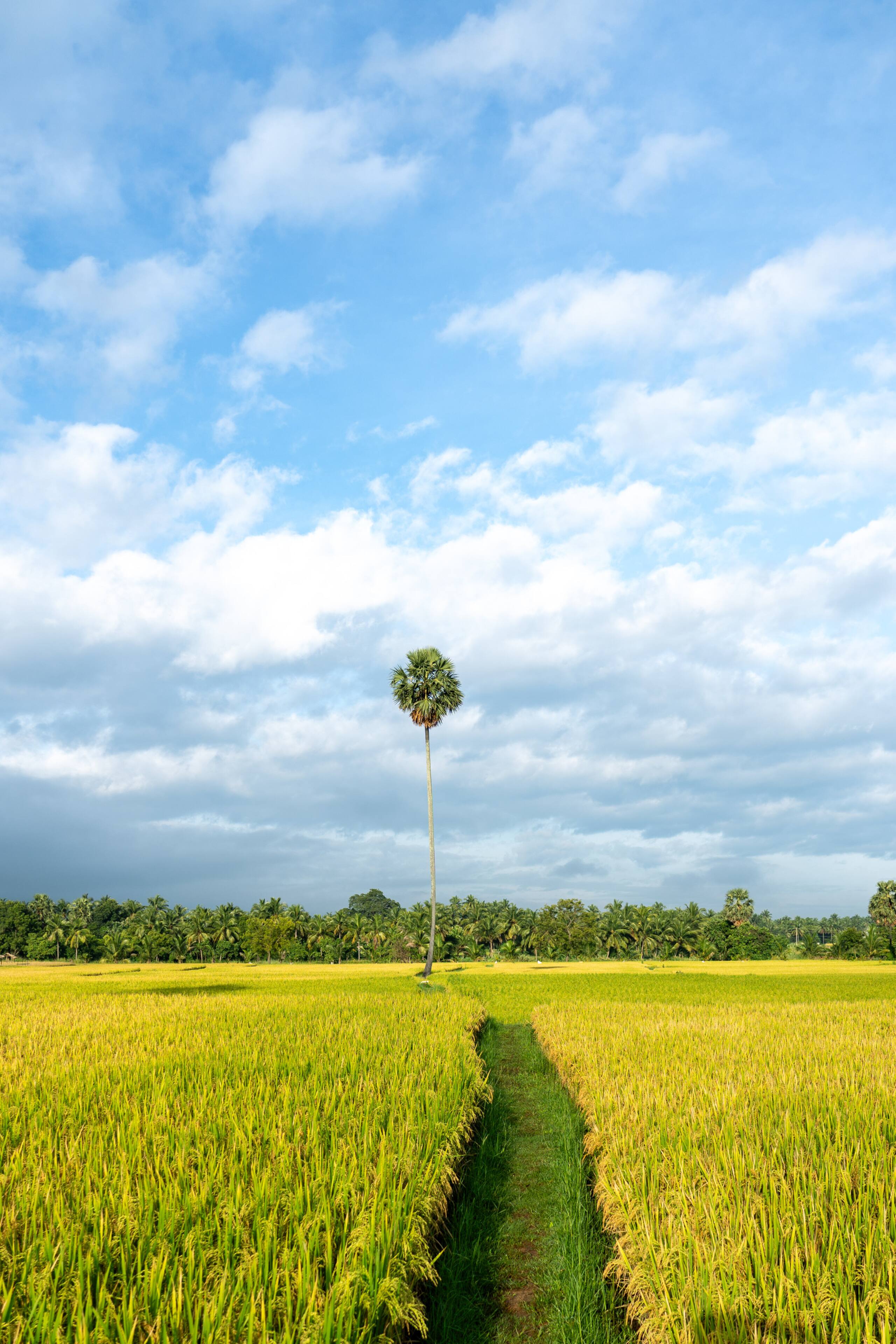 Seethavanam - One Bedroom Farmstay 22