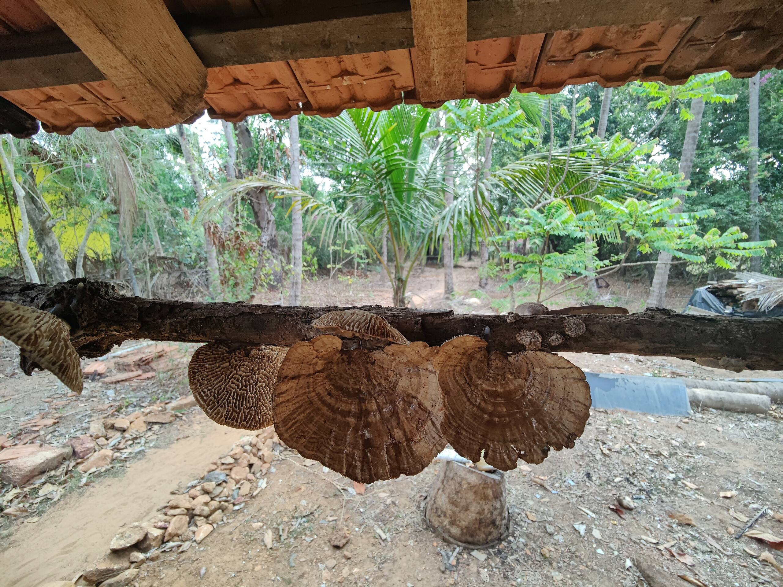 Gangavalimane/ಗಂಗೆ -a village home Entire House 9