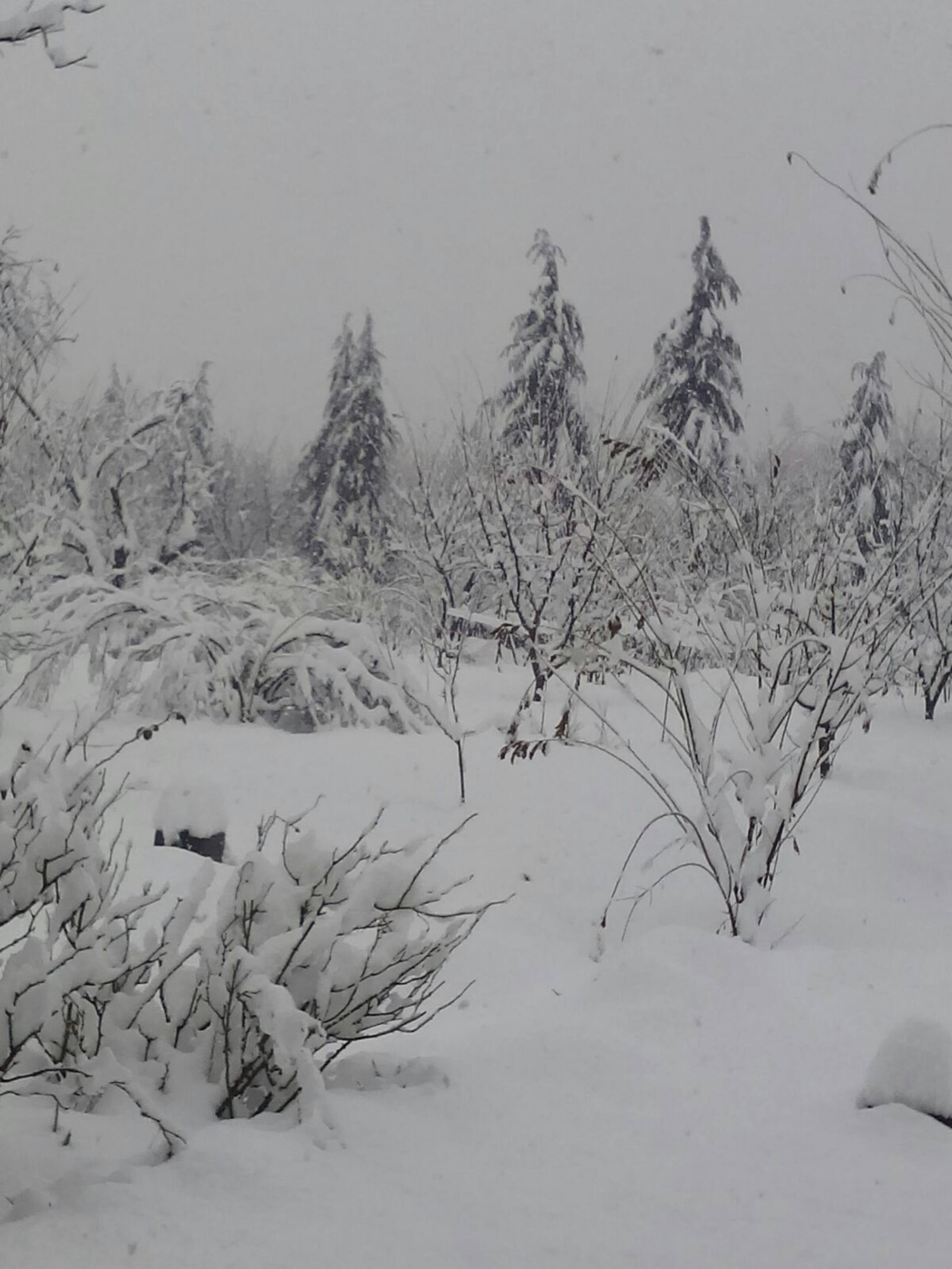 Silver Streak best Cottage with kitchennear Manali 25