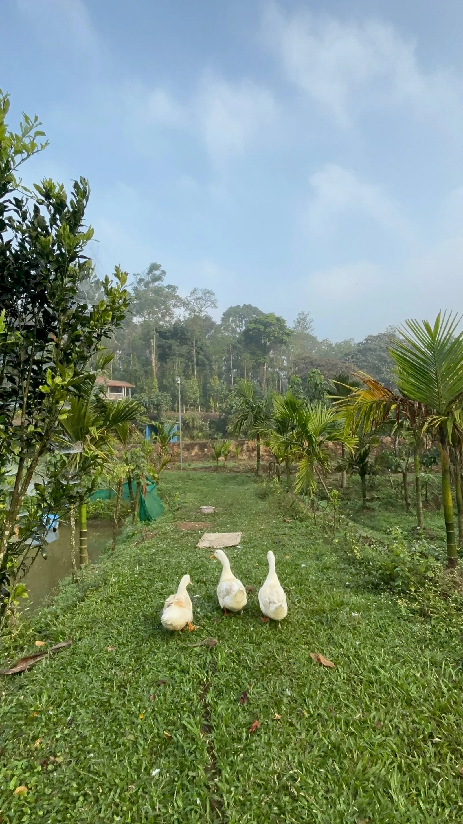 Green Turfs Farmstay 7