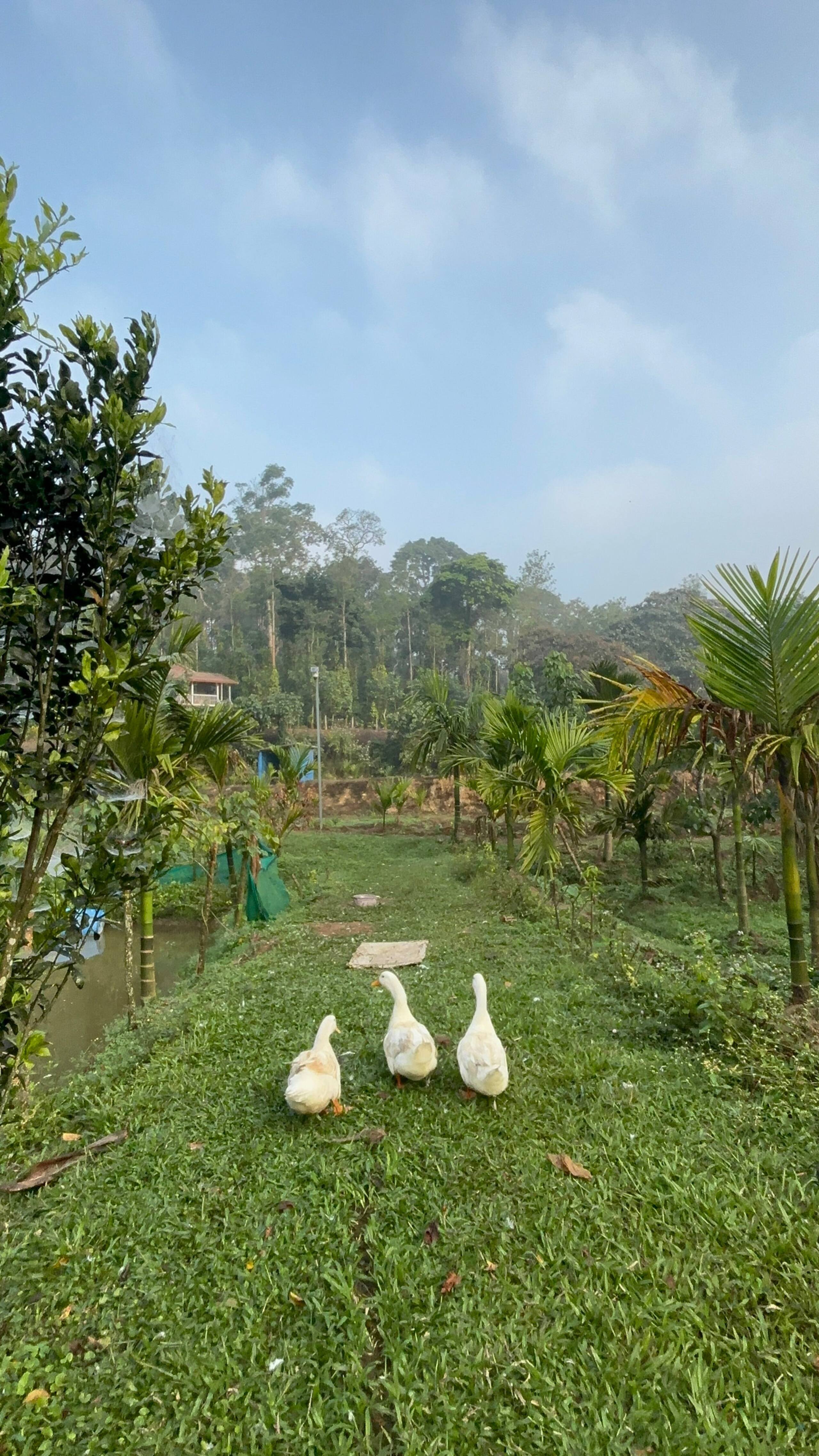 Green Turfs Farmstay 7