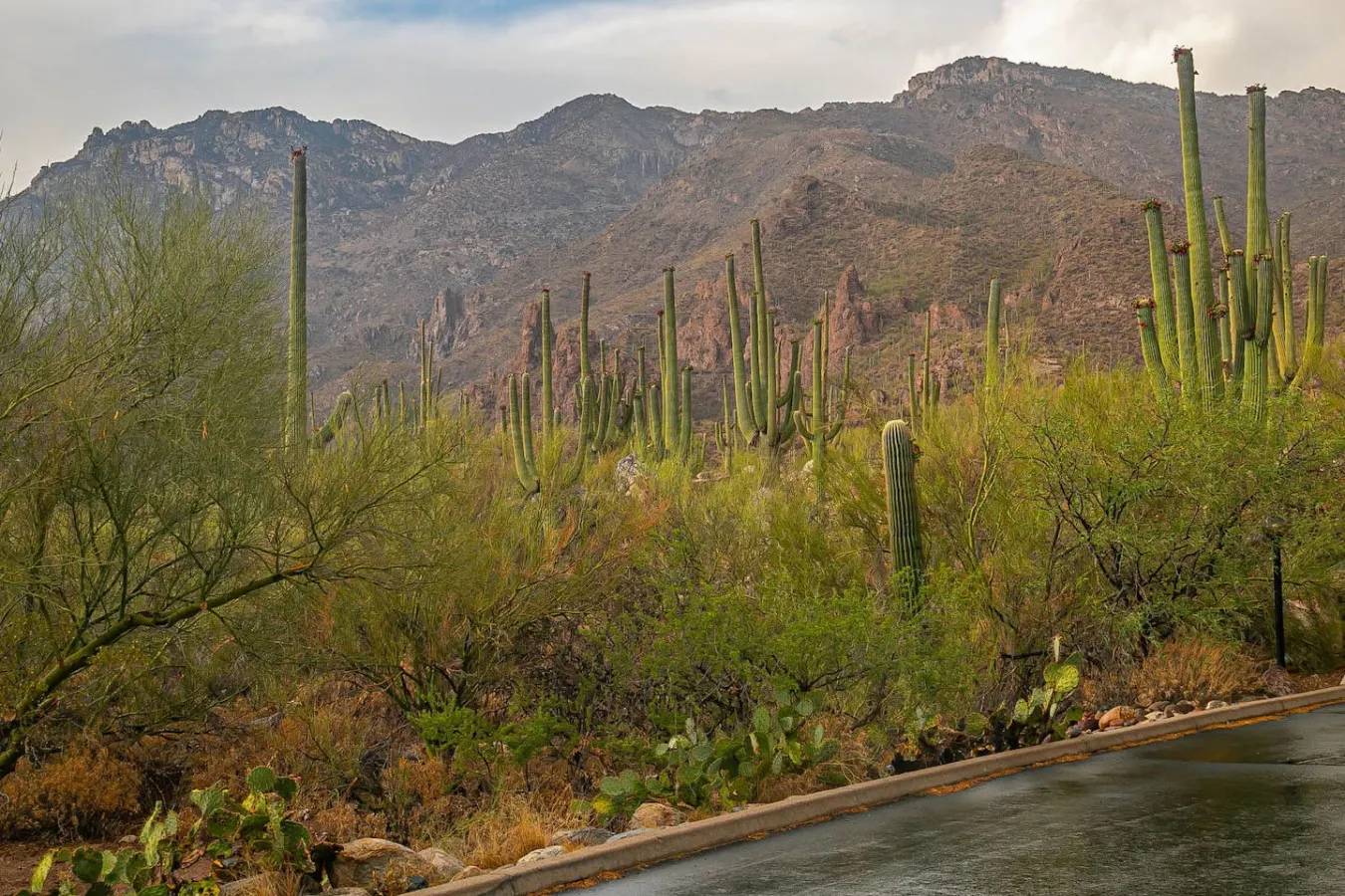 La Casa at Canyon View -Ventana 13
