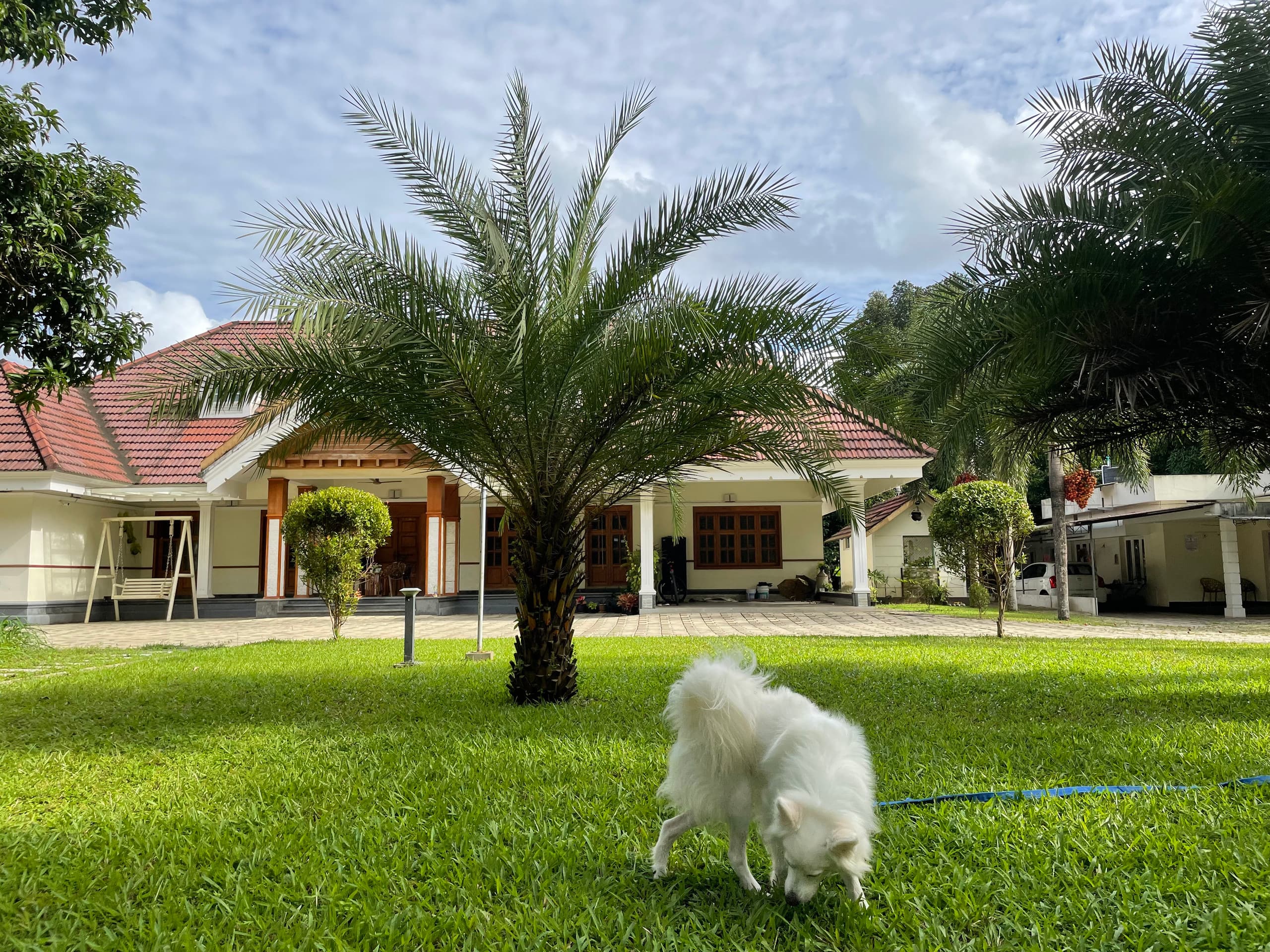 Palm Grove: Kerala Green Retreat