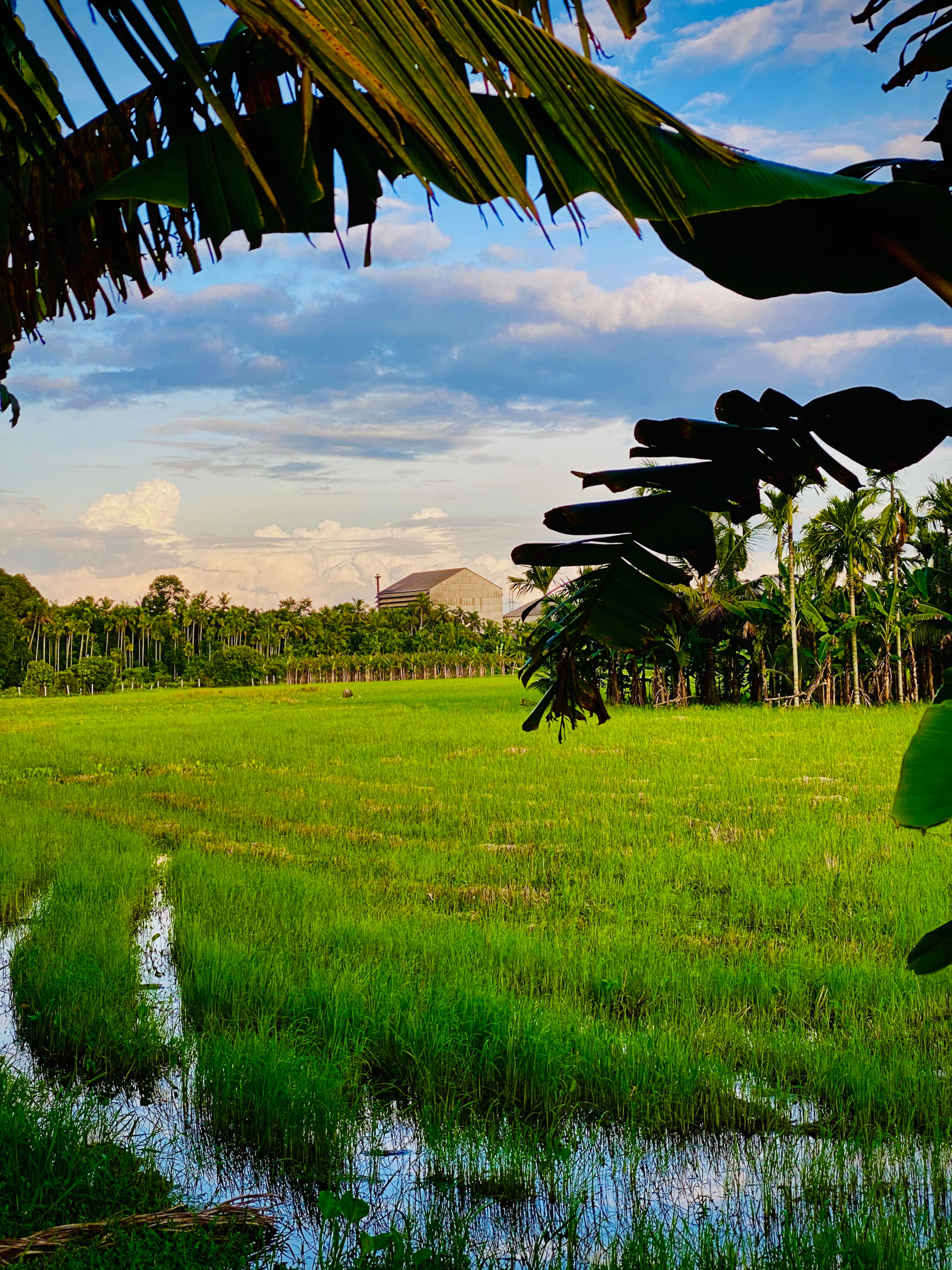 Palm Grove: Kerala Green Retreat 14