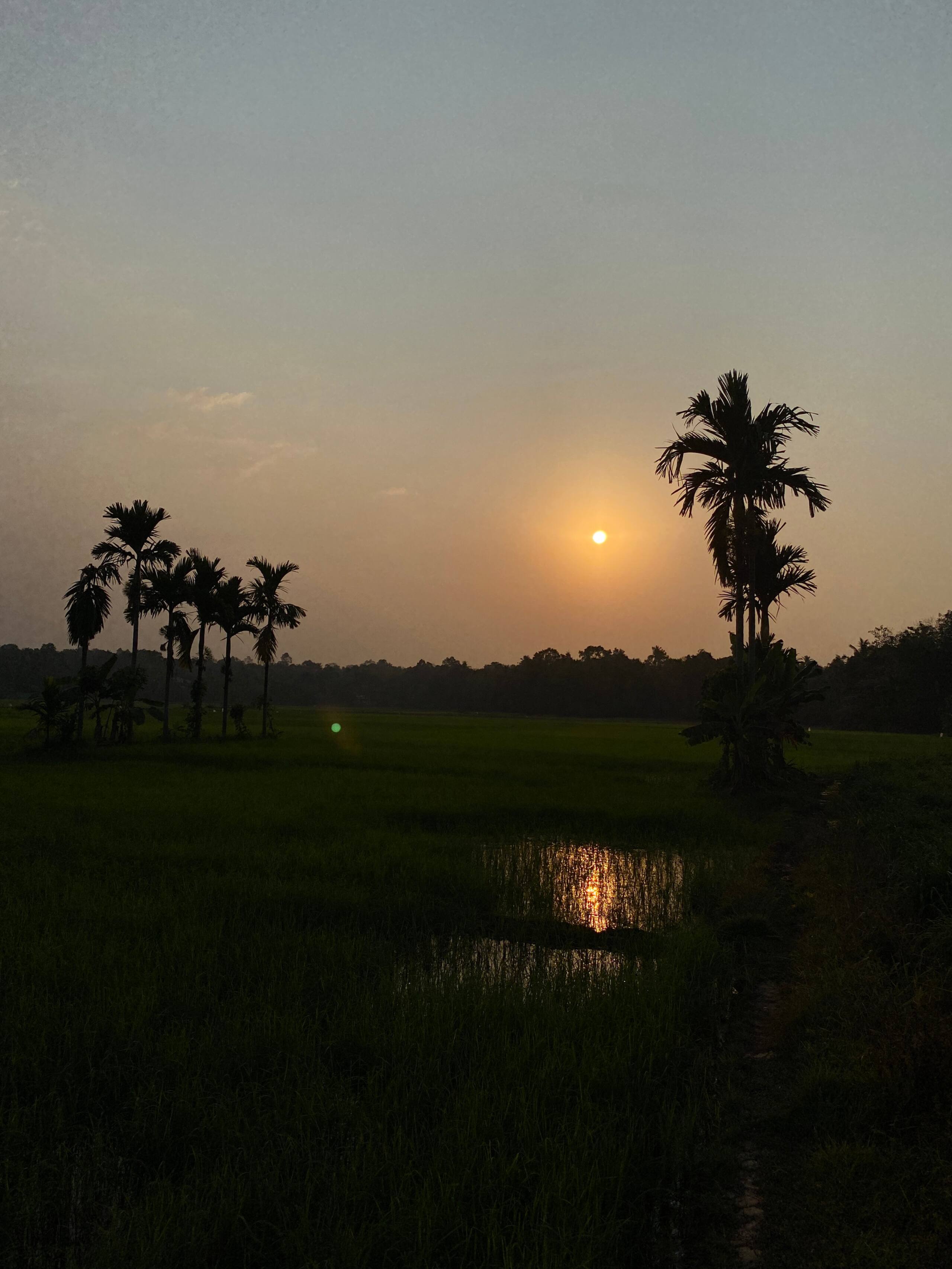 Palm Grove: Kerala Green Retreat 16