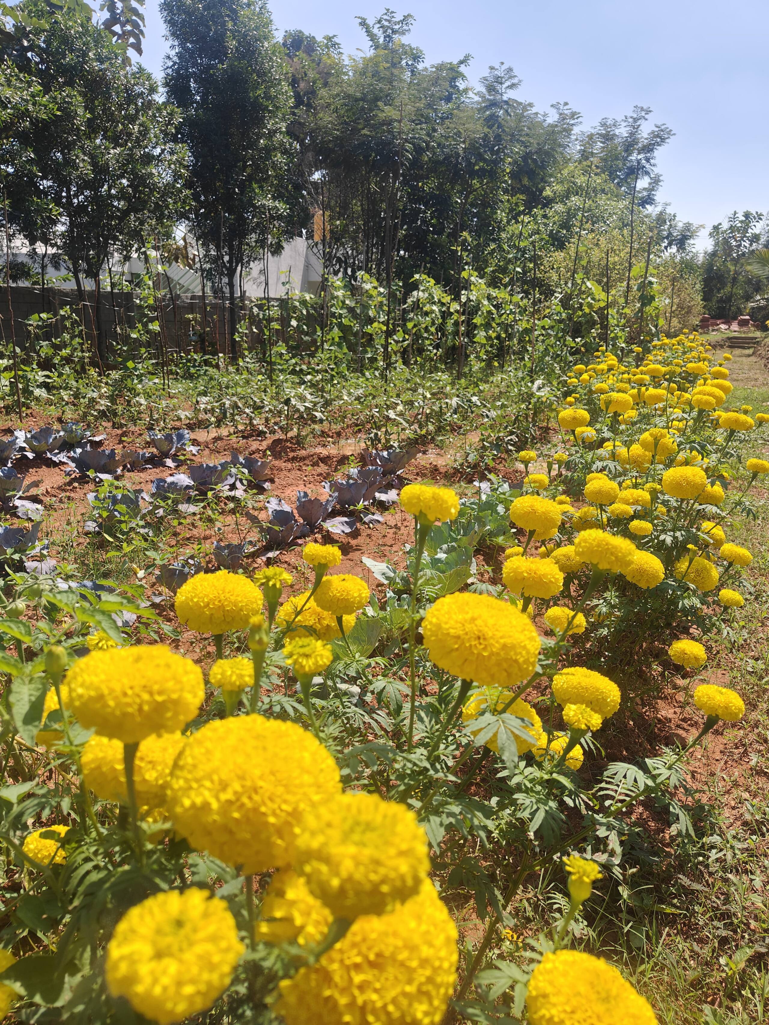 Casa Nassa Raspuri - Two Acre Farmstay in Bangalore 15
