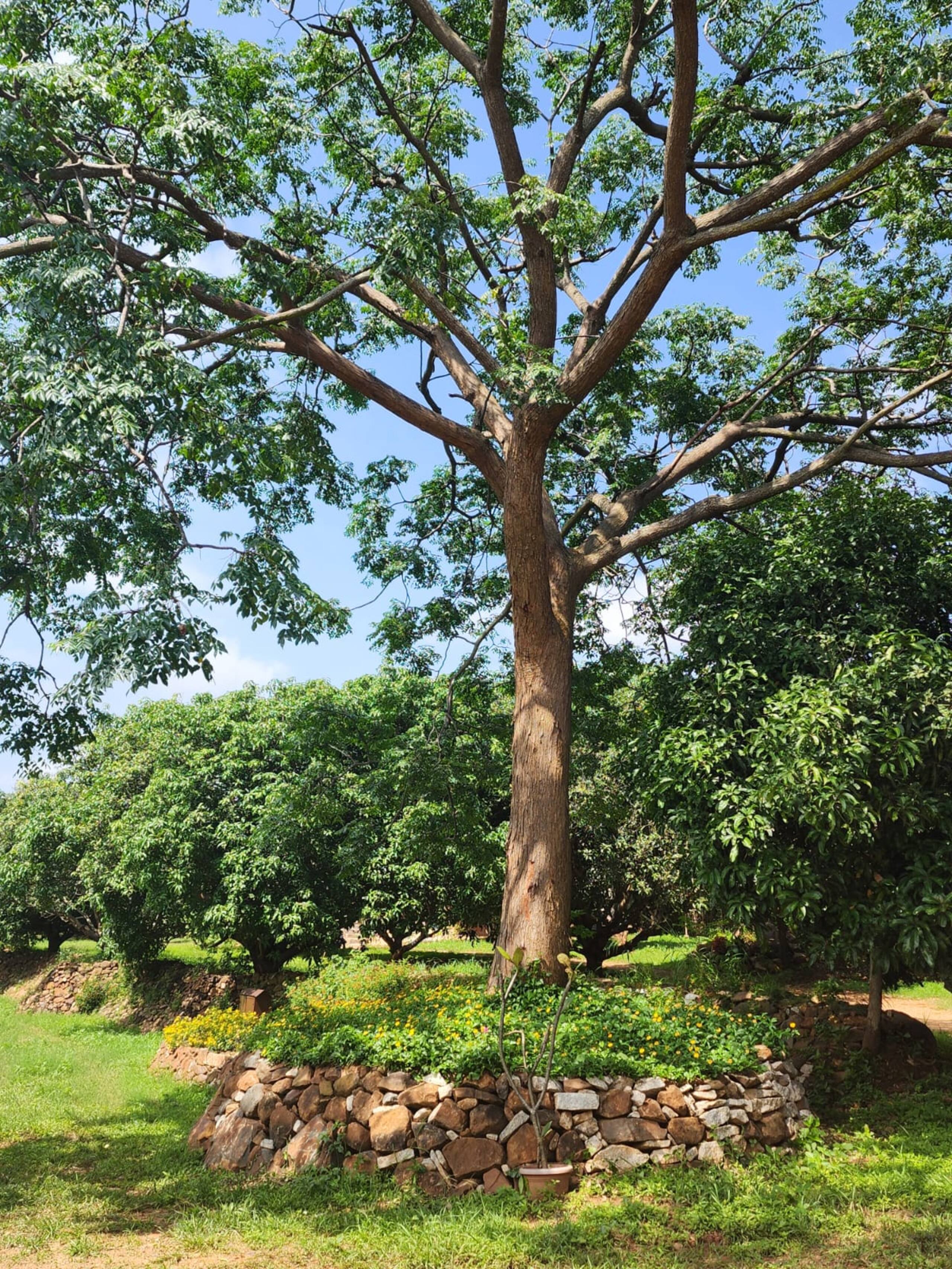 Casa Nassa Raspuri - Two Acre Farmstay in Bangalore 11