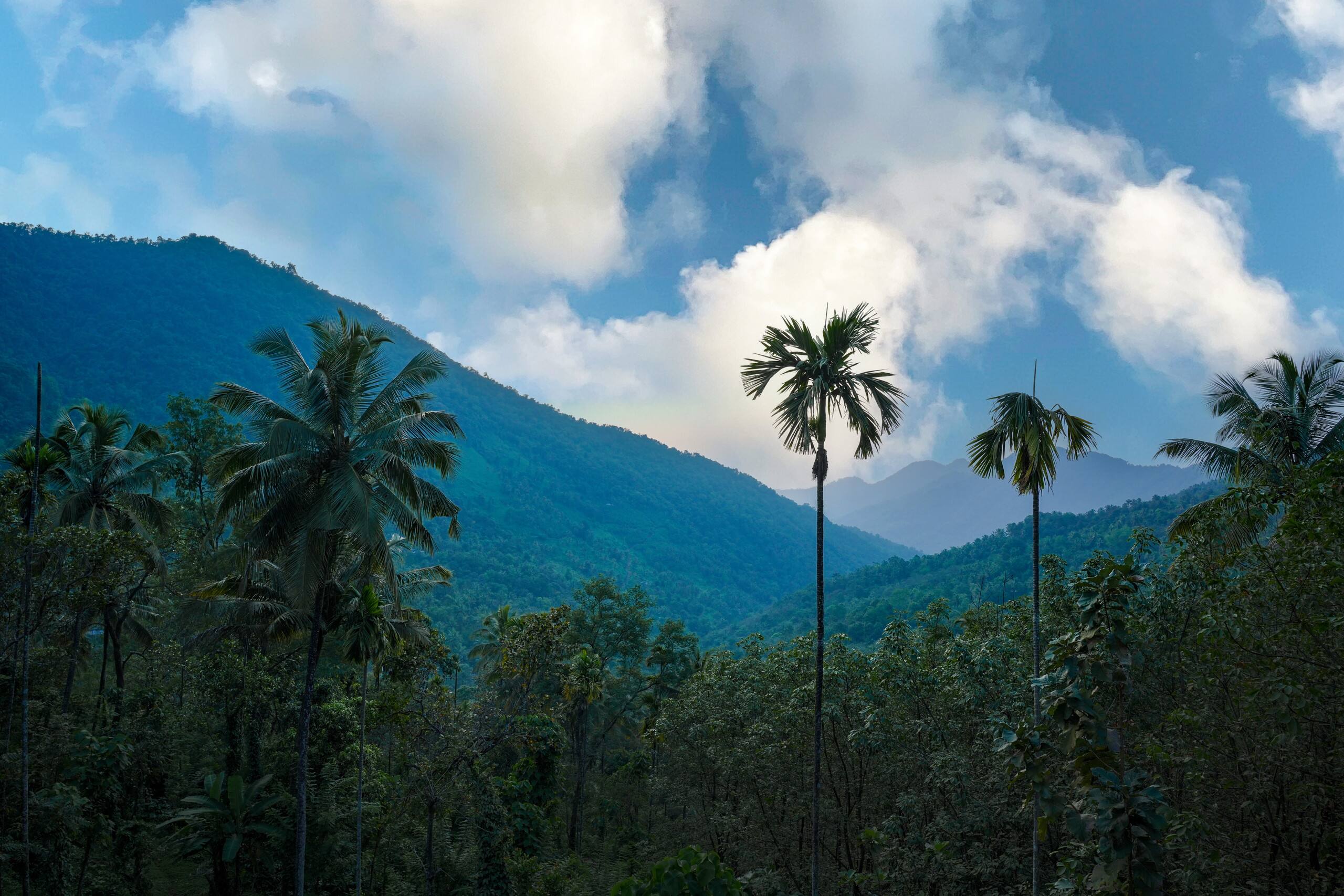 Coffee Mount Homestay|Near Paithalmala | Kappimala 5