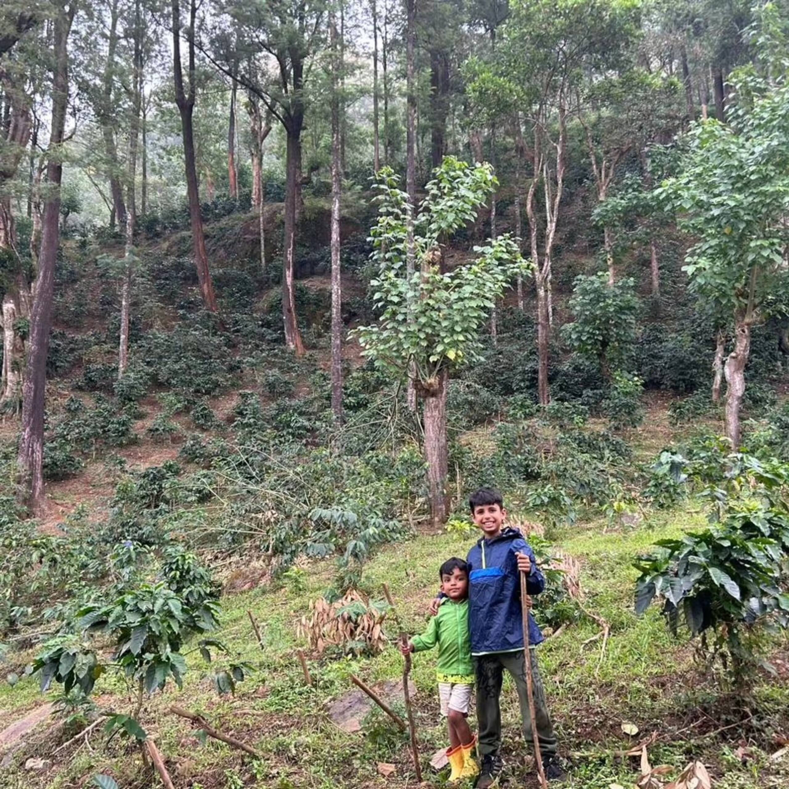 Kaira, Merthi Cownullha Estate 14