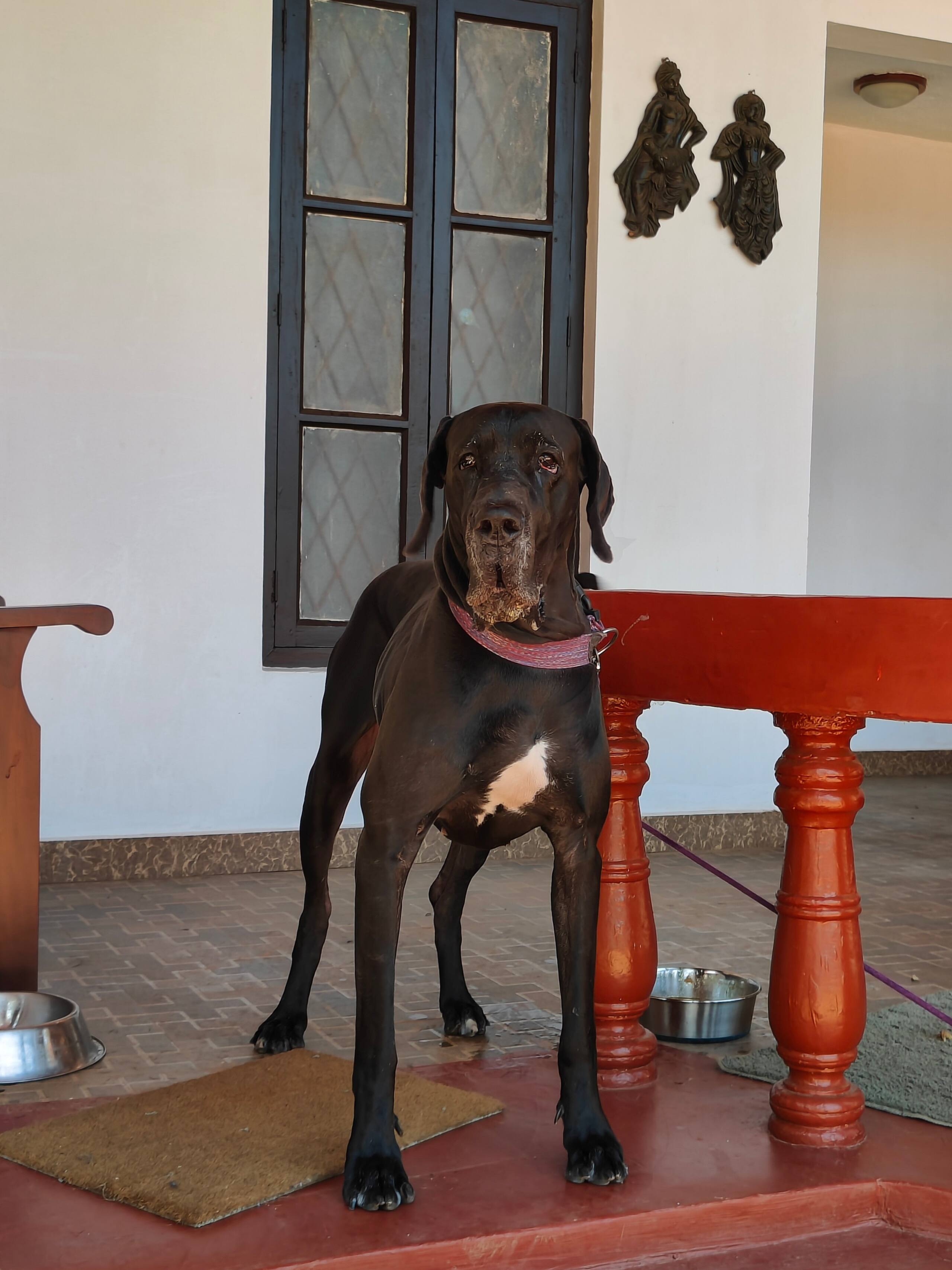 Kaira, Merthi Cownullha Estate 15