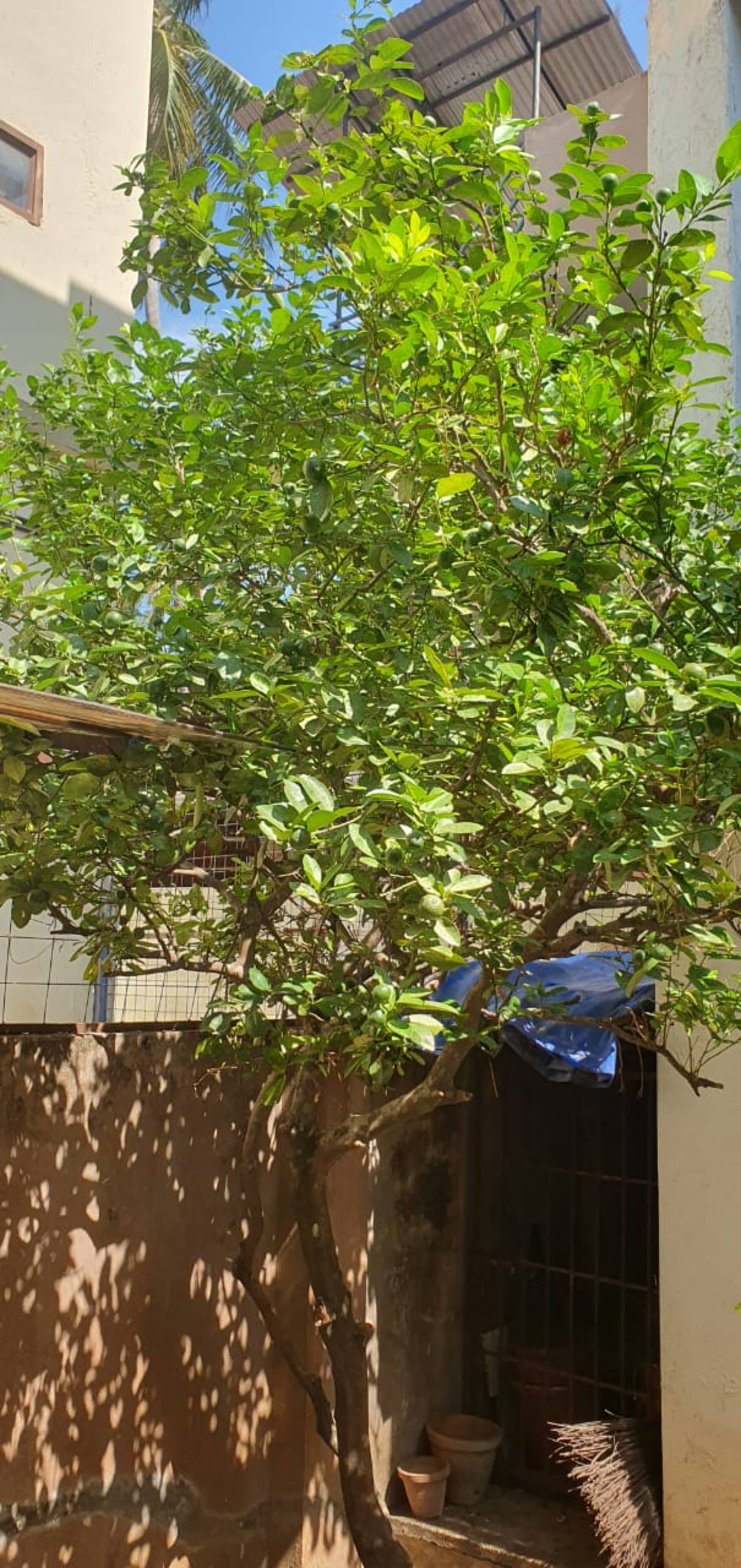 A Garden Hideaway 23