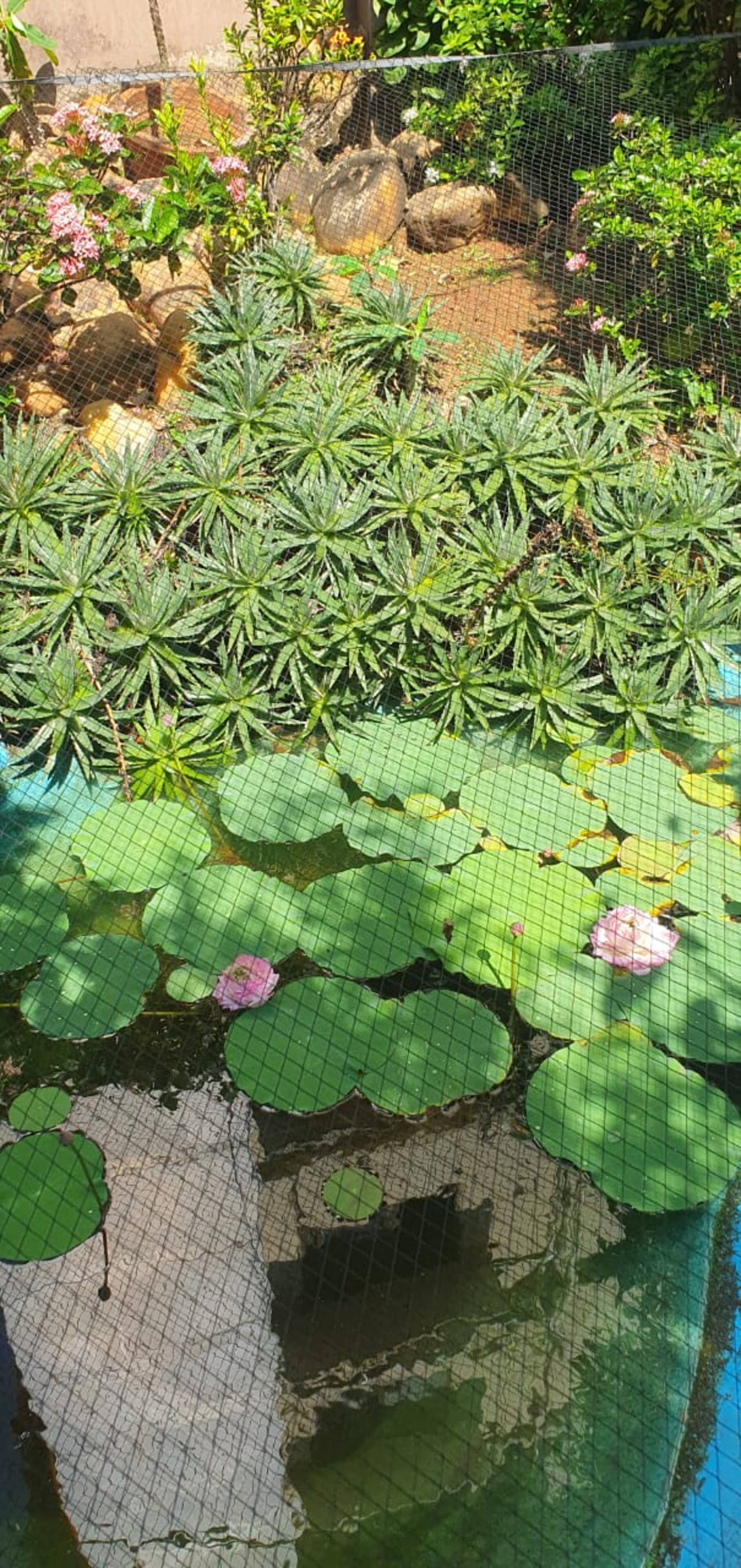 A Garden Hideaway 22