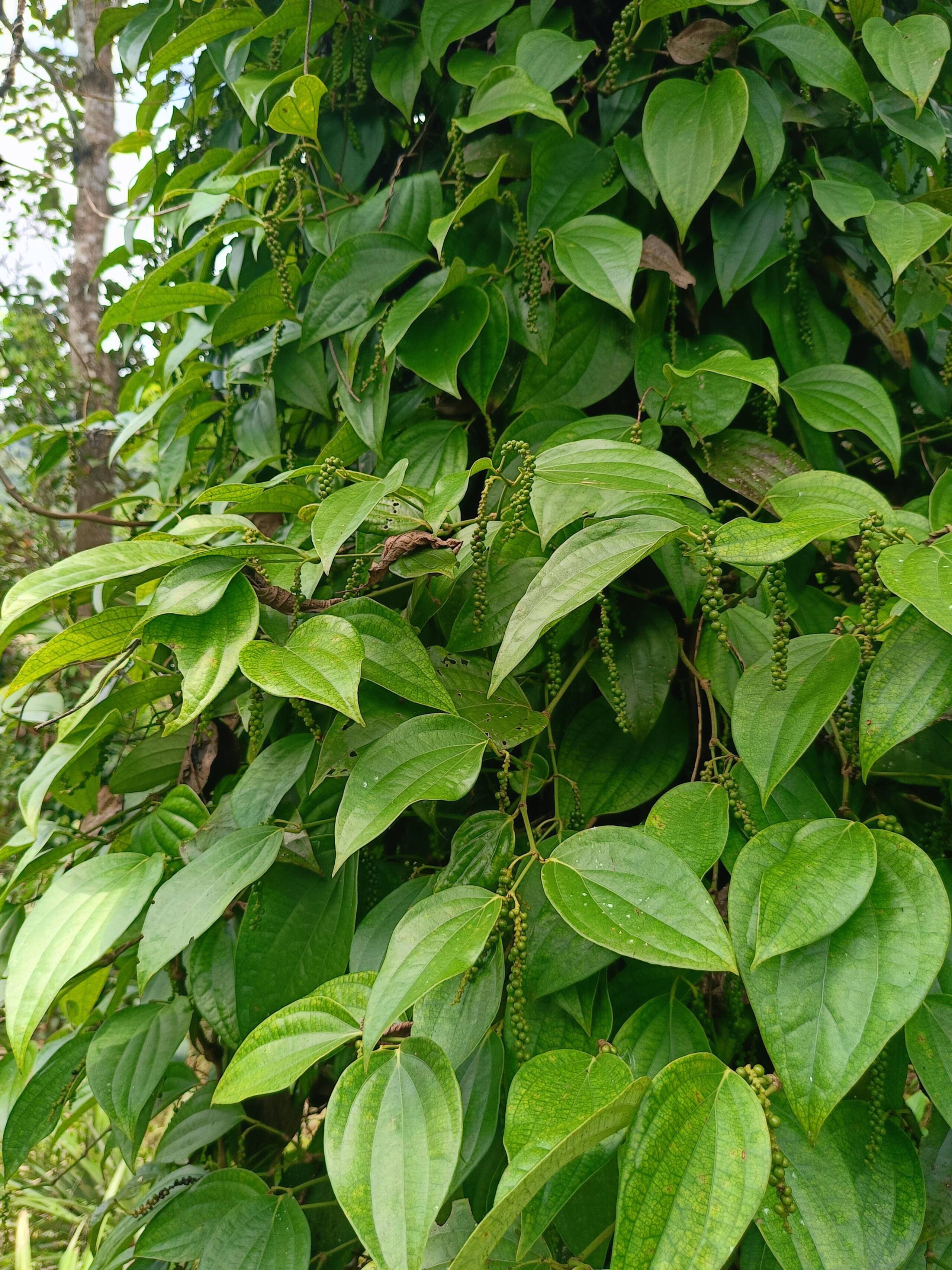 Kattakayam Heaven 9