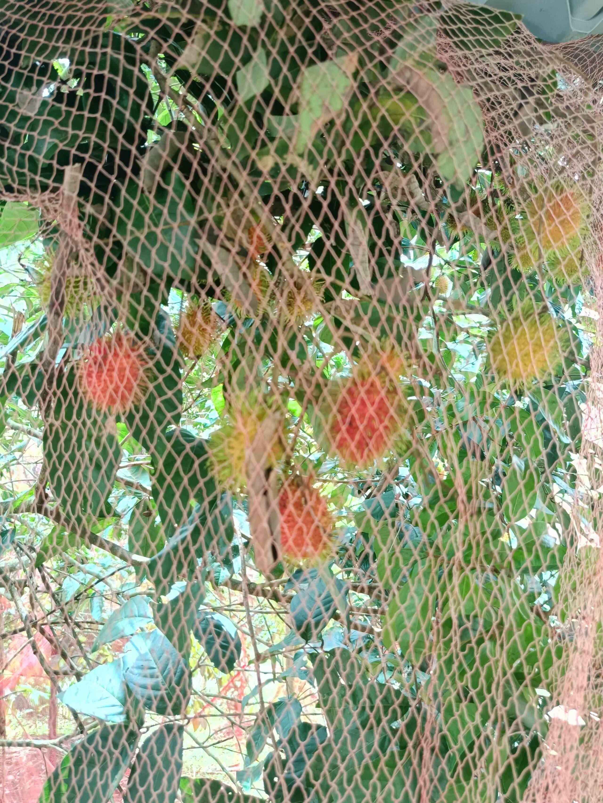 Kattakayam Heaven 11