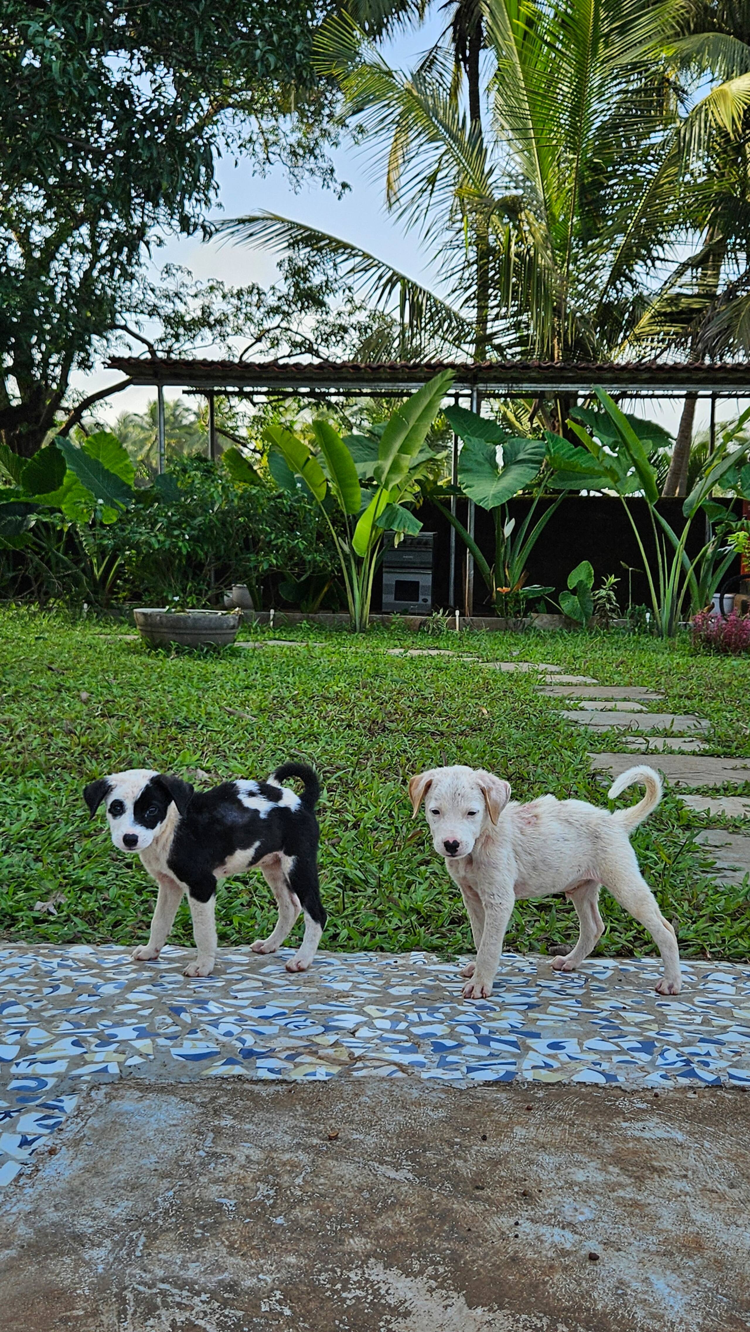 The Pearl of the South Goa (4 BHK Villa) 38