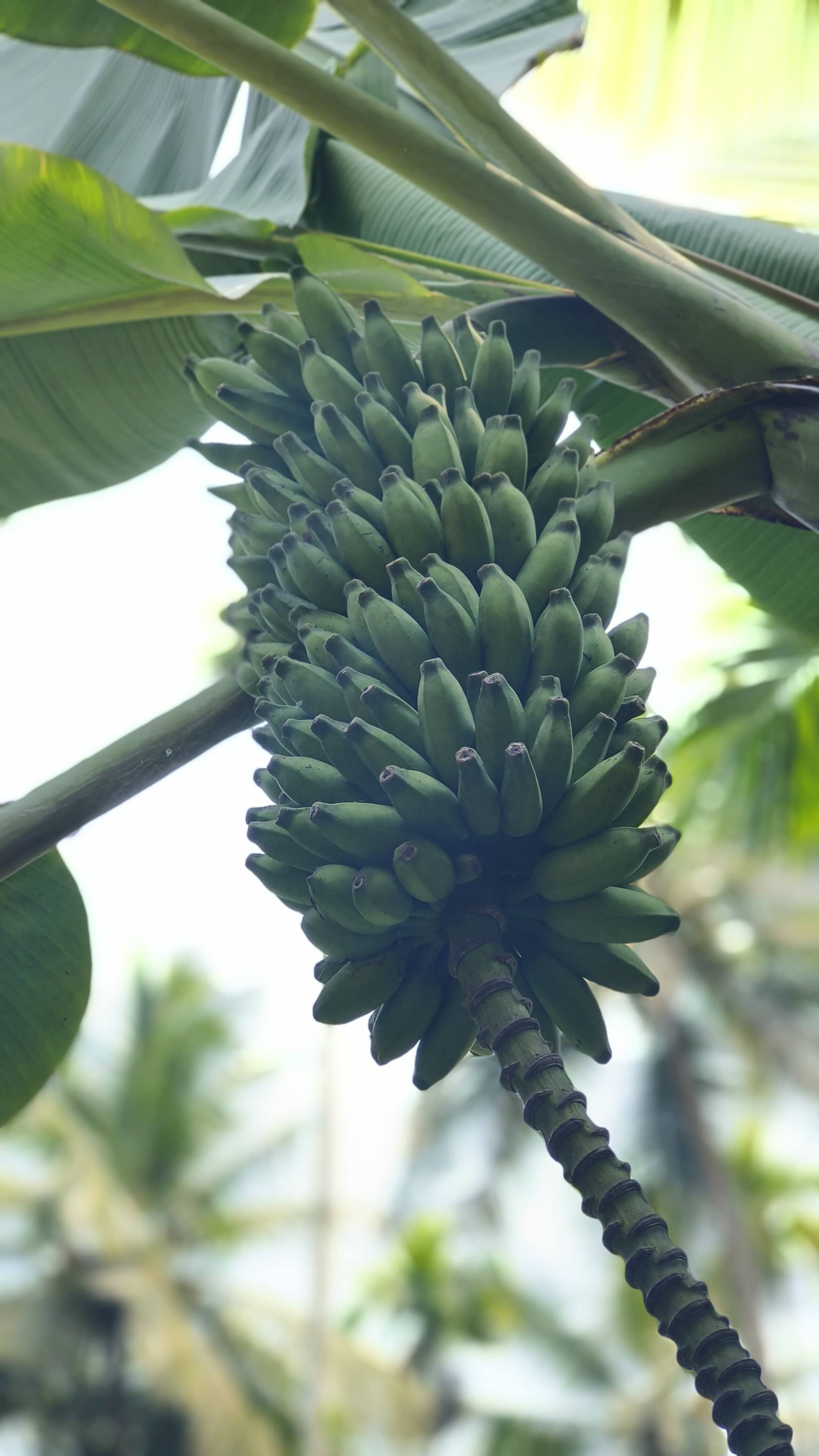 Vasudha Eco Homestay 19