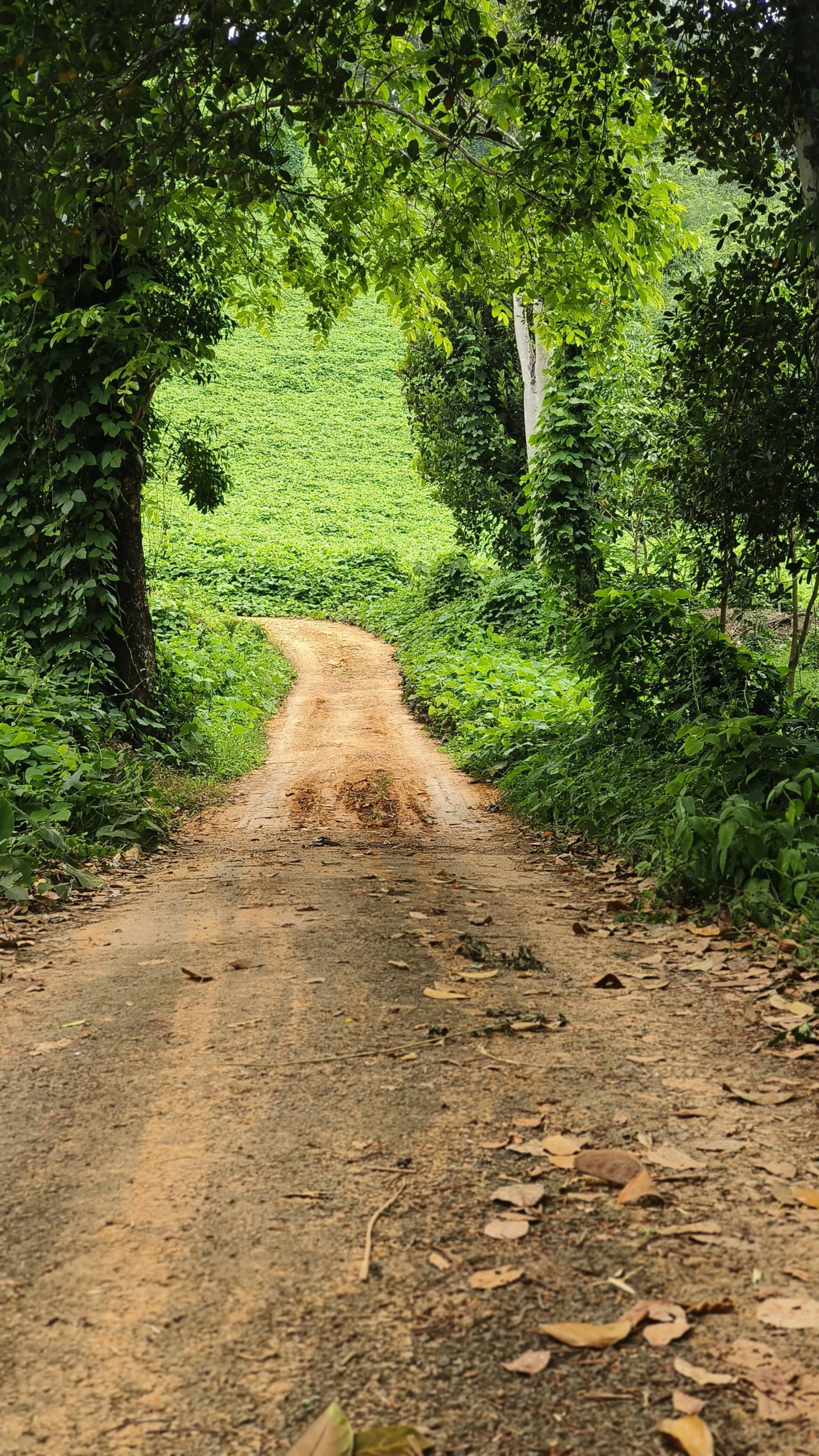 Vasudha Eco Homestay 8