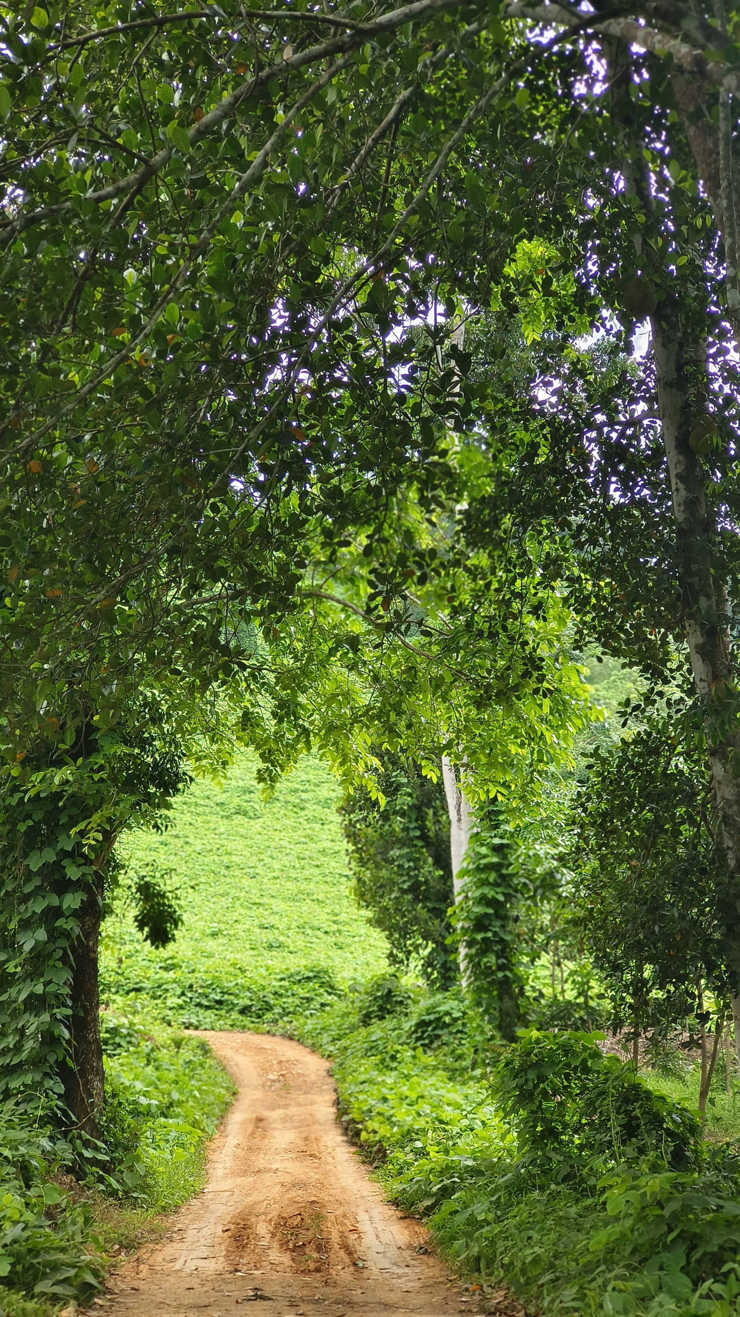 Vasudha Eco Homestay 6