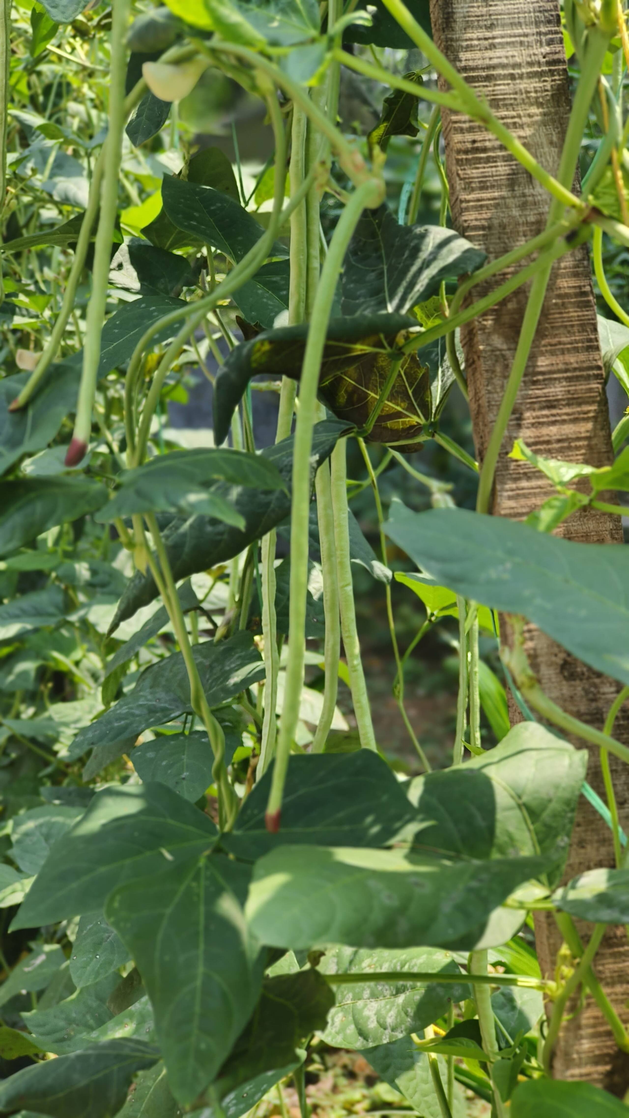 Vasudha Eco Homestay 24