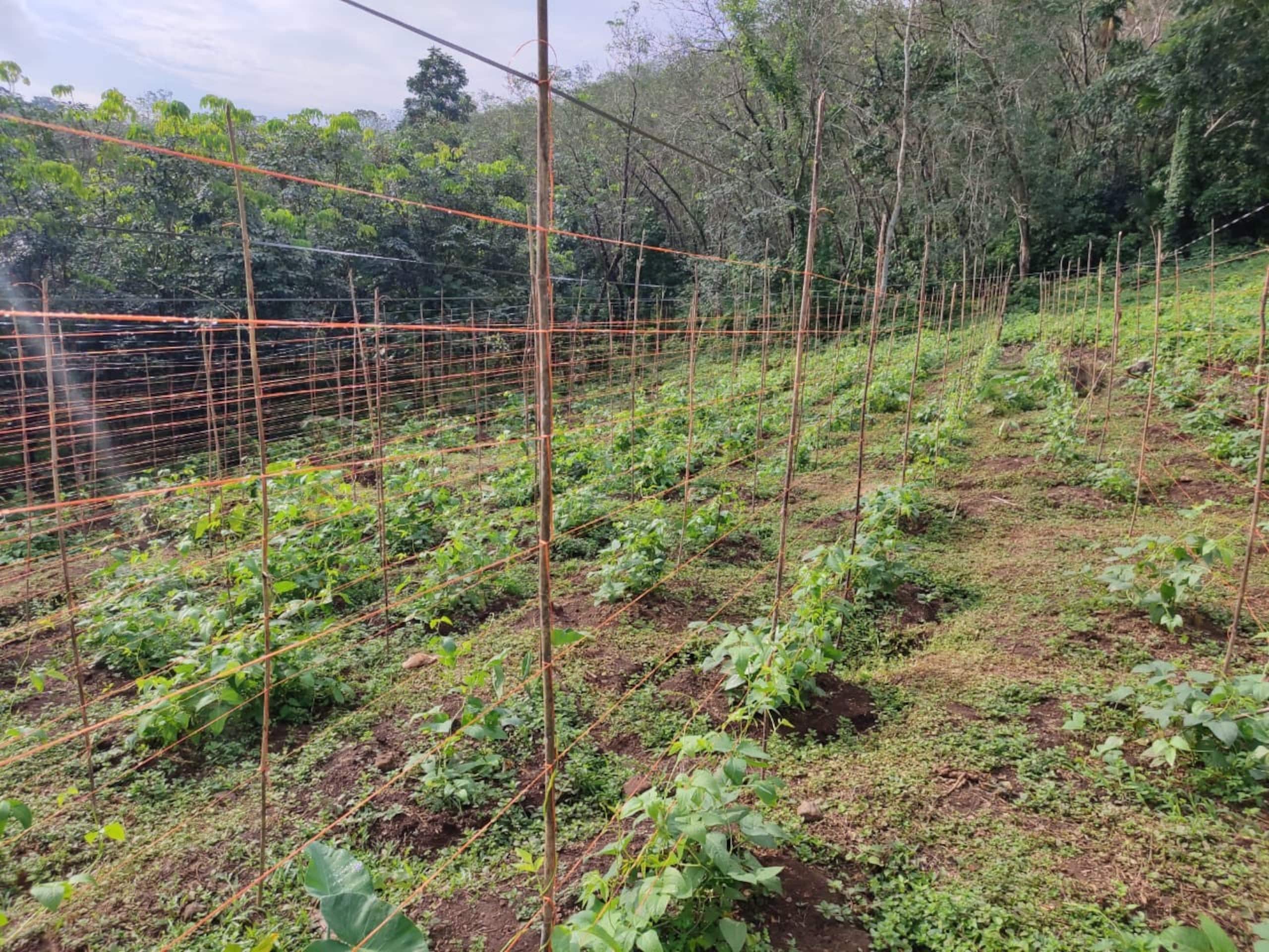 Vasudha Eco Homestay 40