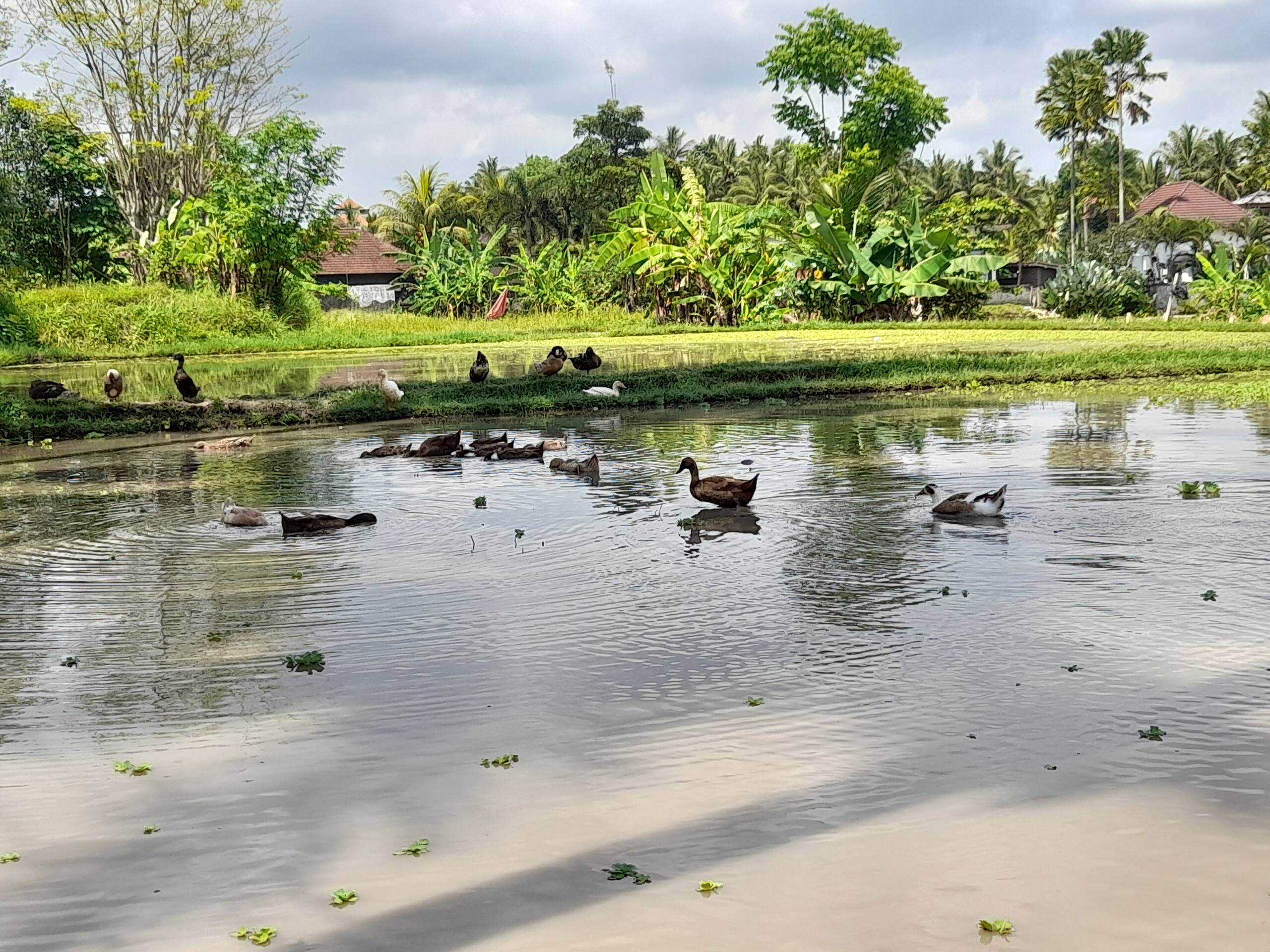 As I Am Ubud Retreat the Villa 27