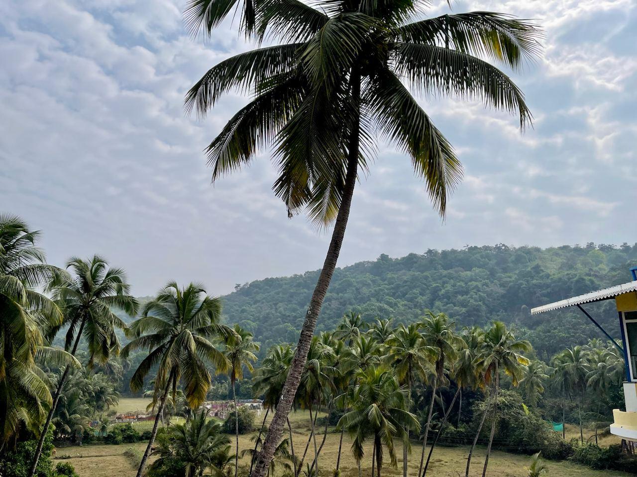 Palm paradise, Candolim 6