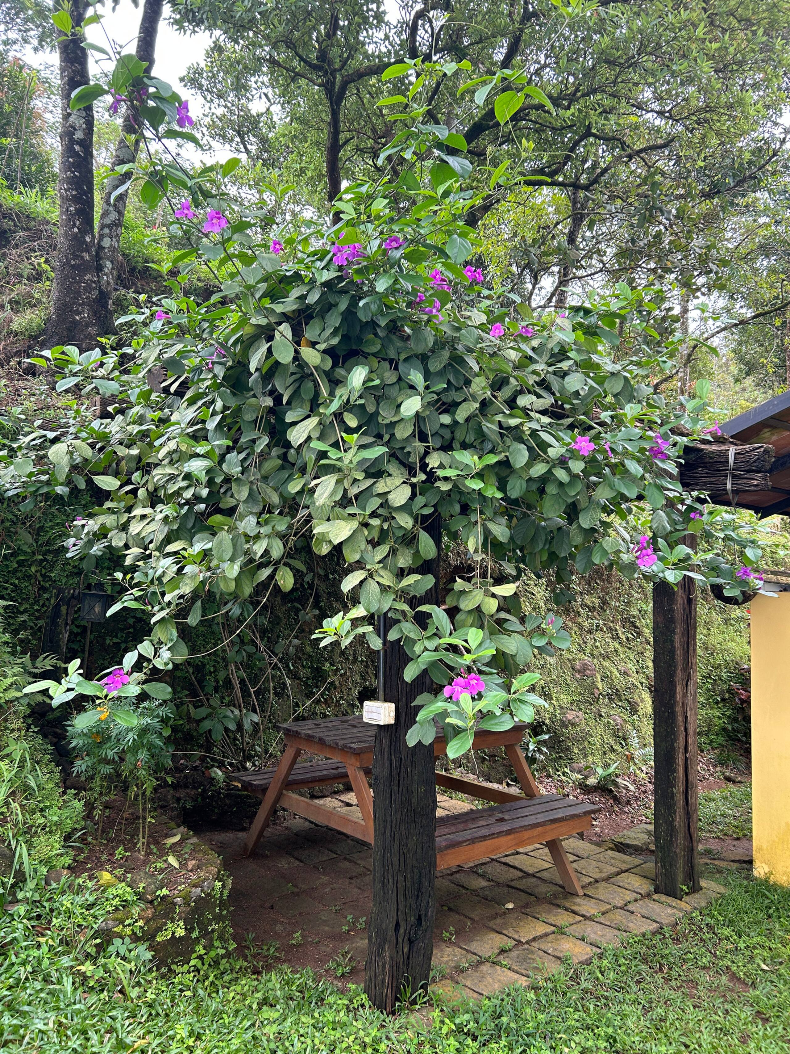 Mountain Villa Planters Cottage 30