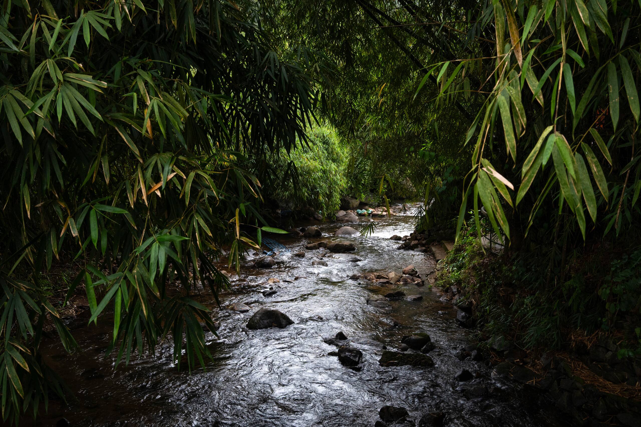 Bastiat Stays| The Serene Retreat, Vythiri 5
