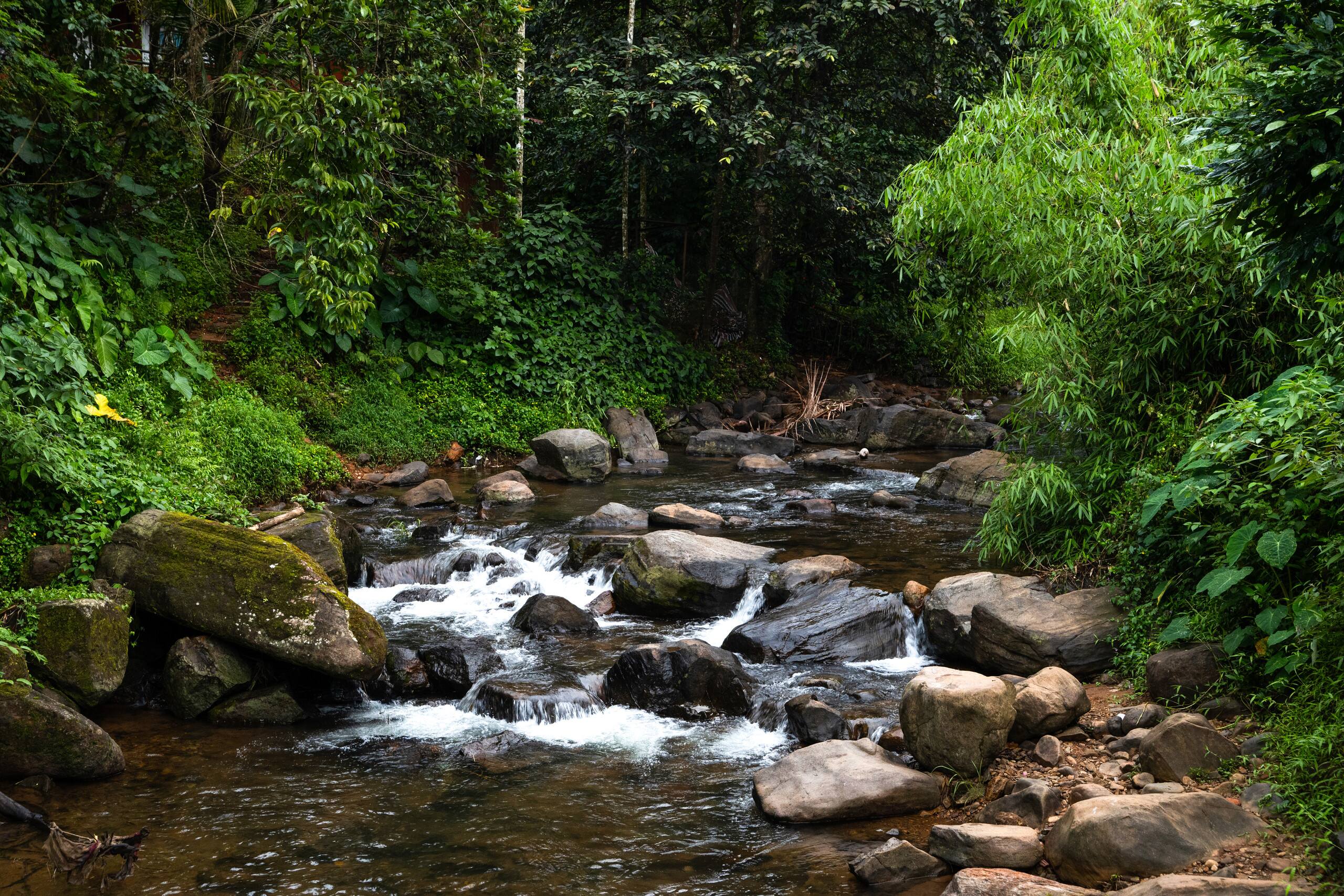 Bastiat Stays | Emerald Grove | Vythiri, Wayanad 3