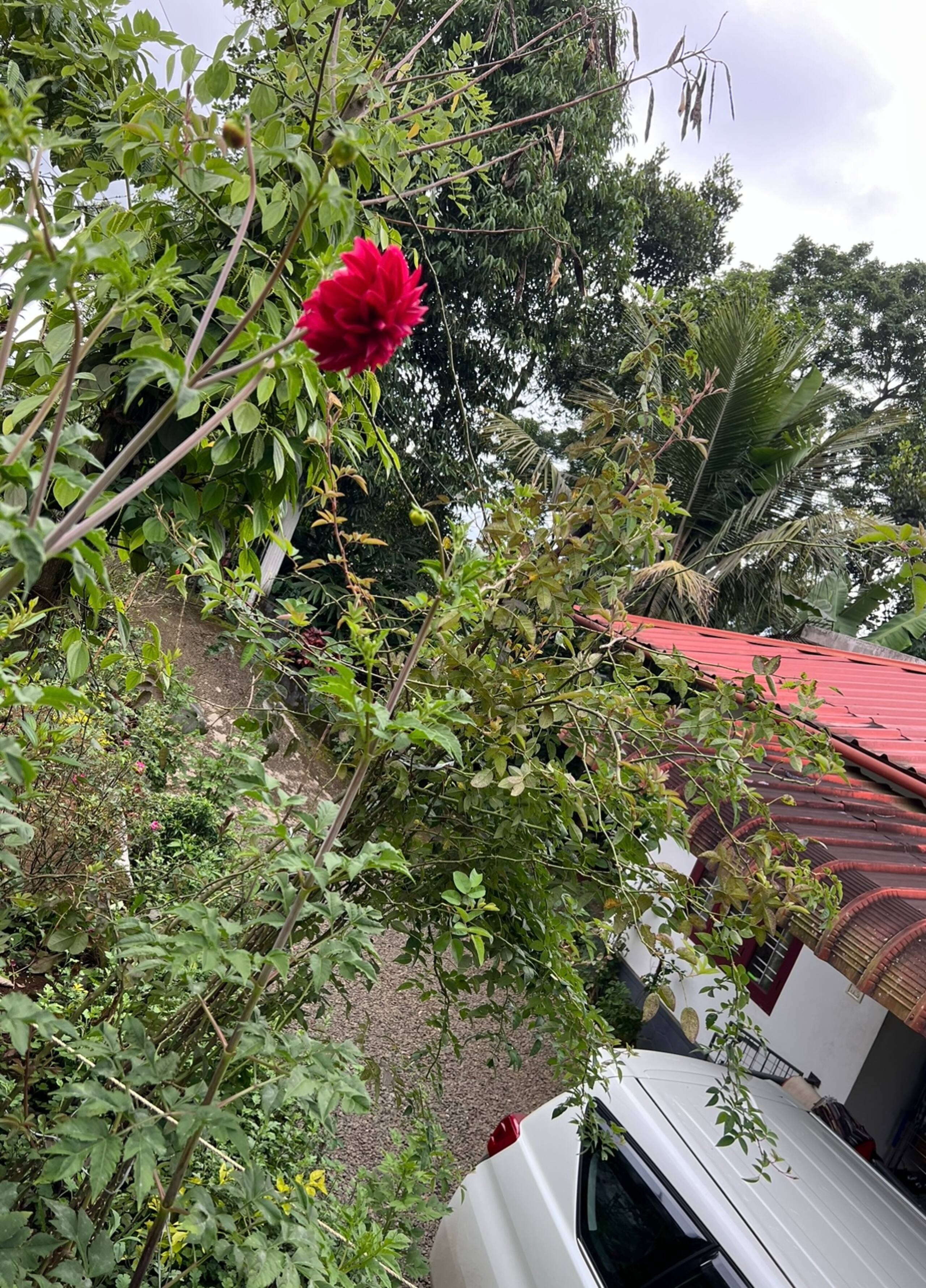 Hidden Gem of 9 acre-Jaz Nine Acre. 13