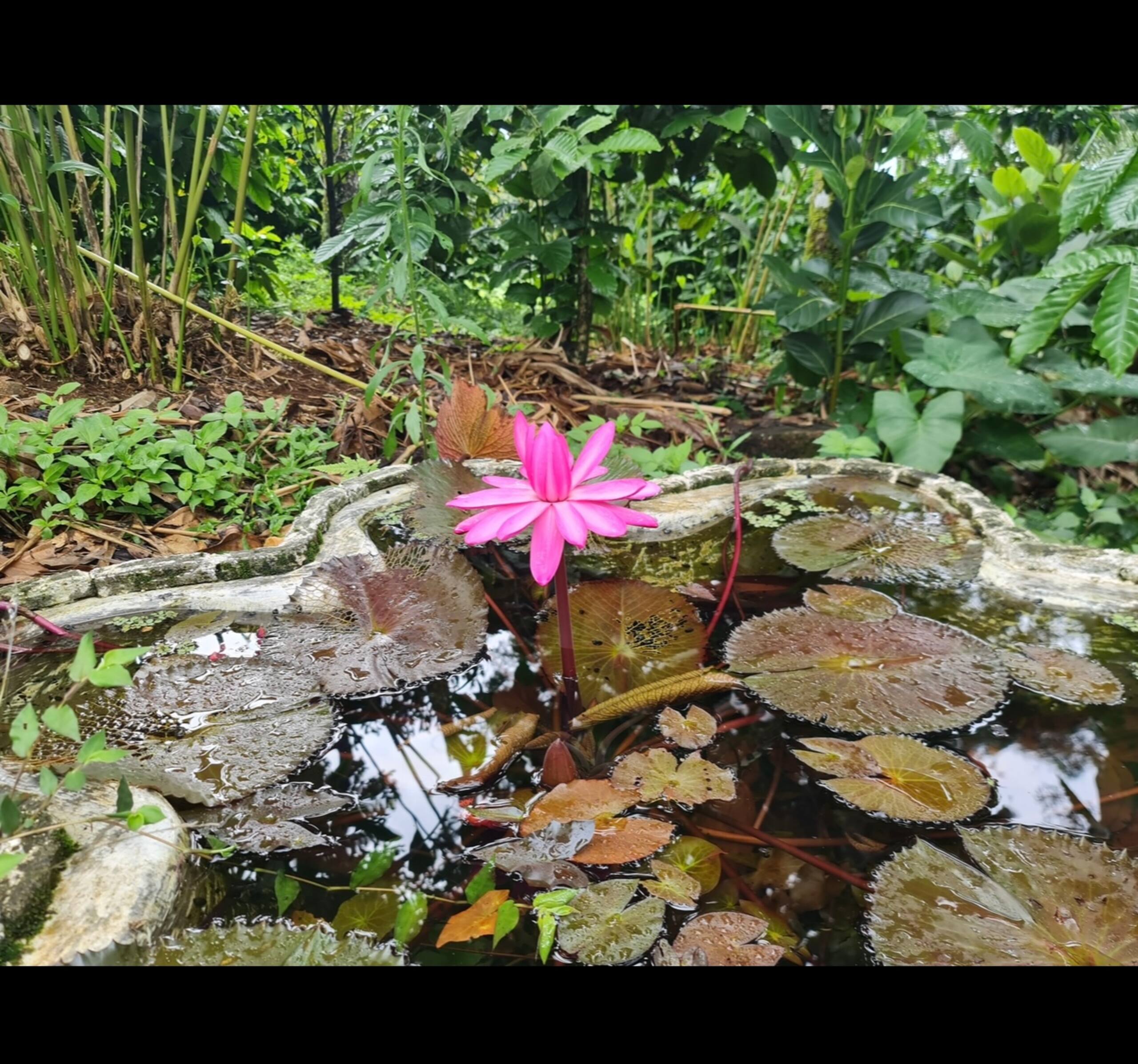 Hidden Gem of 9 acre-Jaz Nine Acre. 5