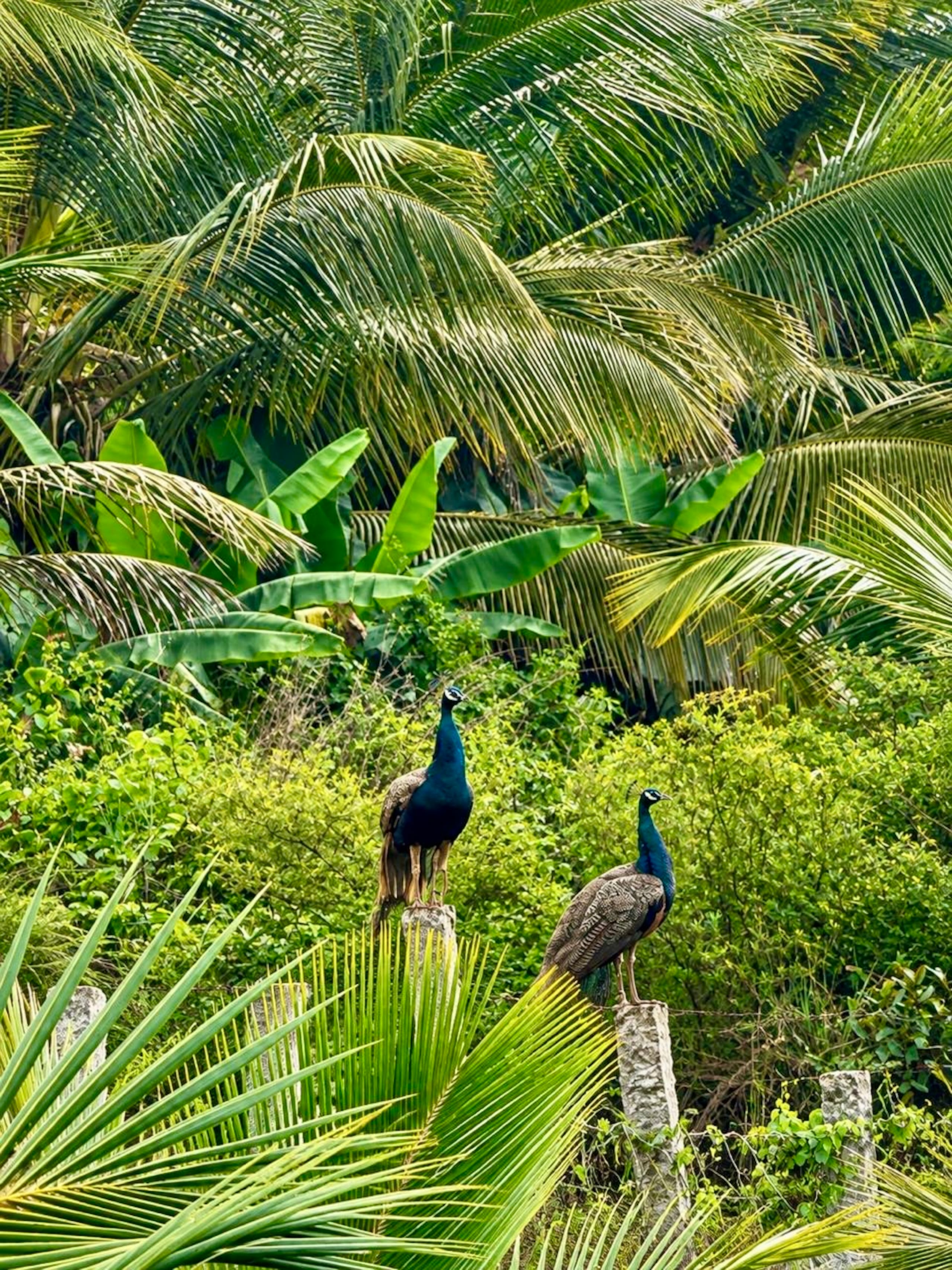 Ibbannii Retreat - Private farm stay near Kunigal 32