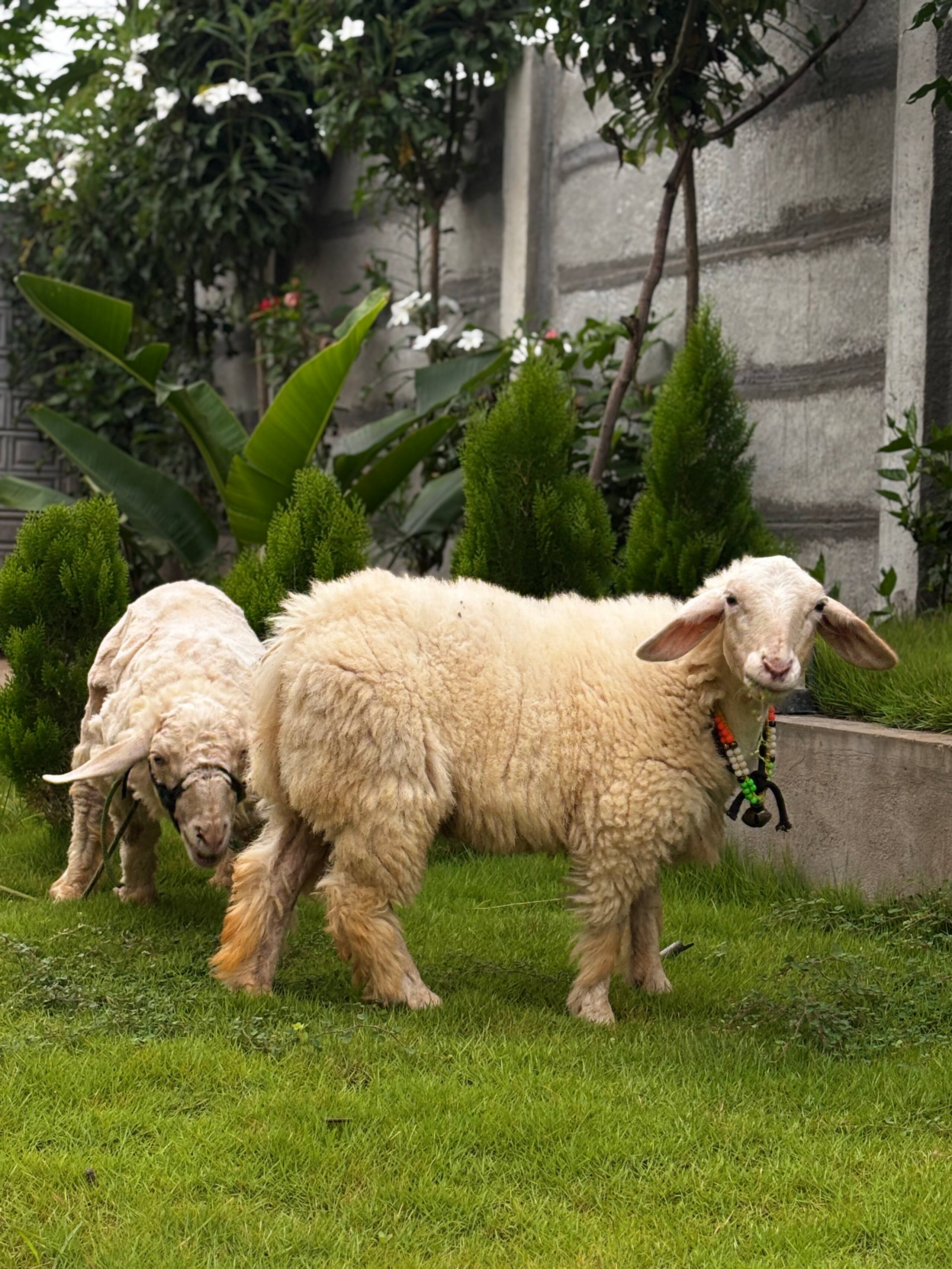 Ibbannii Retreat - Private farm stay near Kunigal 28