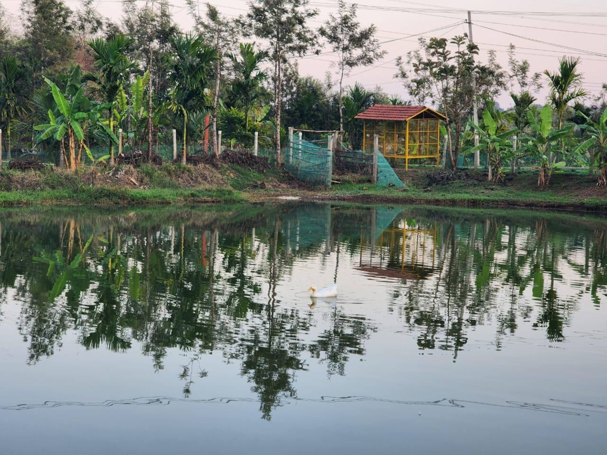 Little Flower Estate, South Kodagu 36