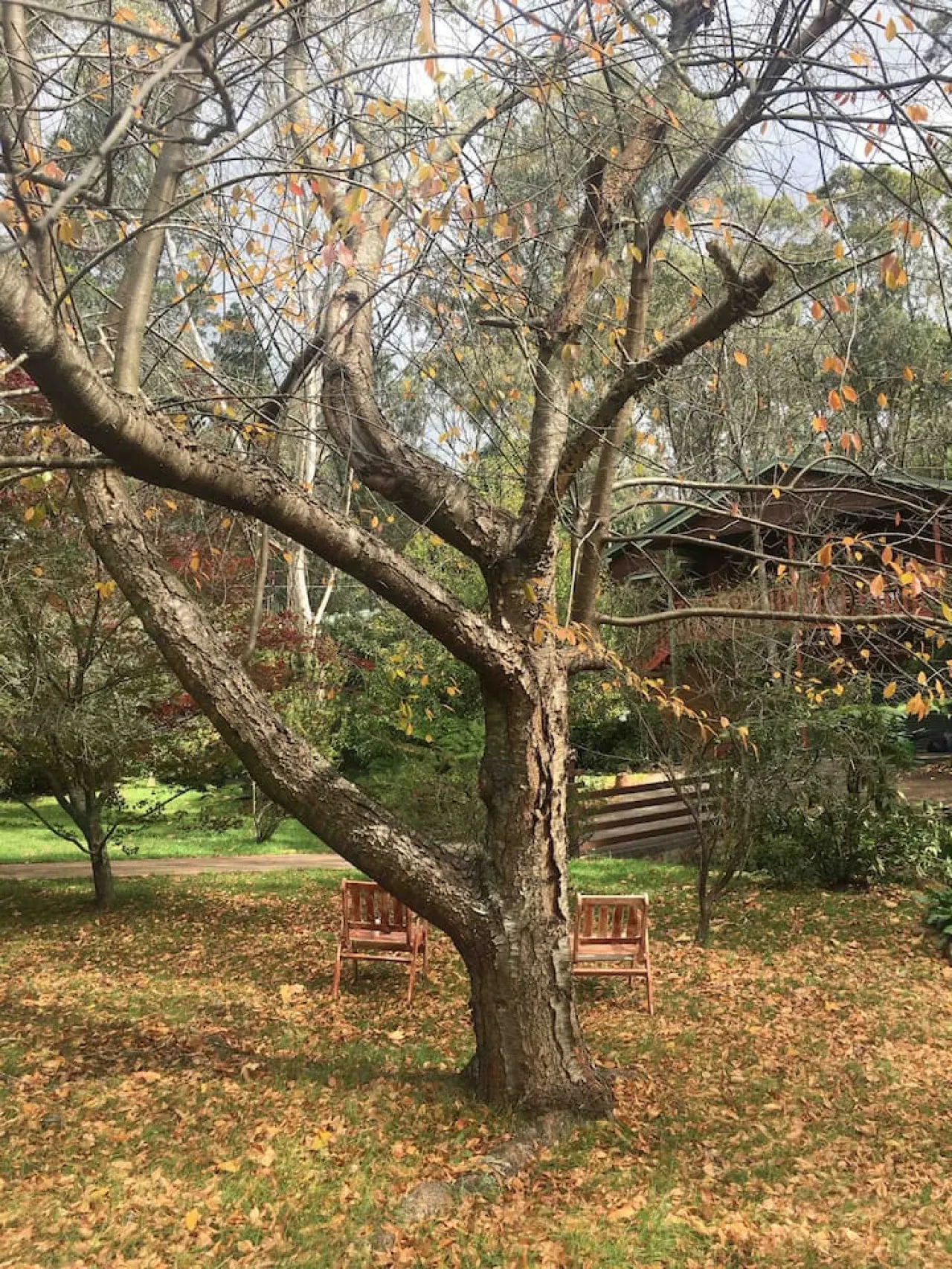 Treetops Chalet - Spacious Family-Friendly Amongst the Trees 20
