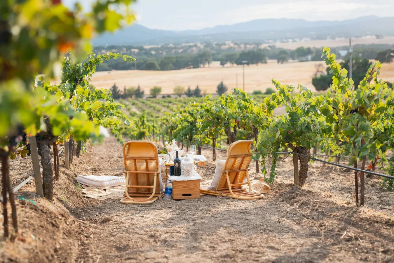 The Vineyard House 4