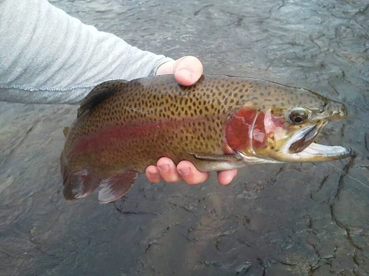 Riverfront Cabin Mtn Views, Fishing & Rafting 19