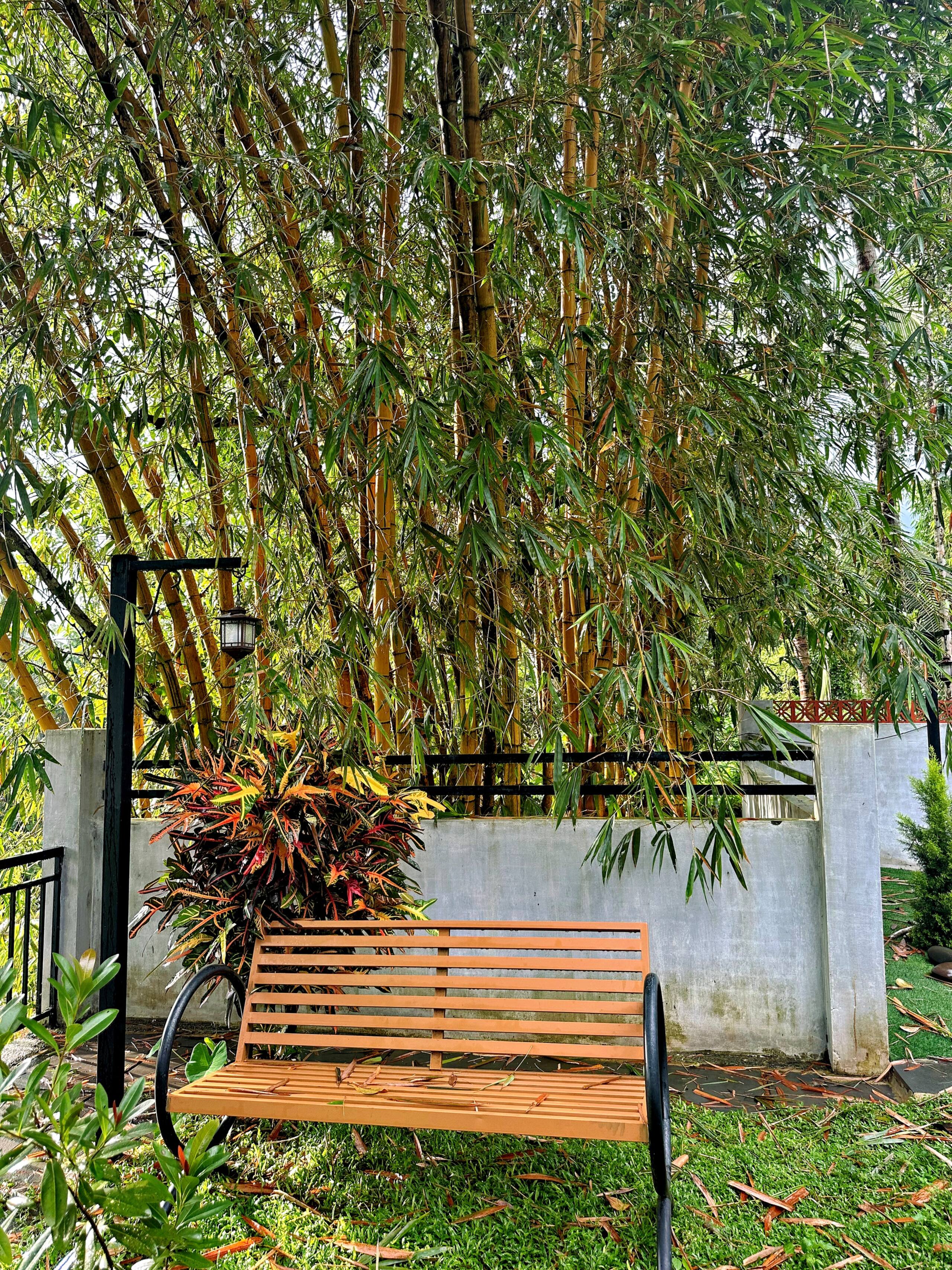 BougainVilla-farmhouse.thusharagiri,Kakkadampoyil 24
