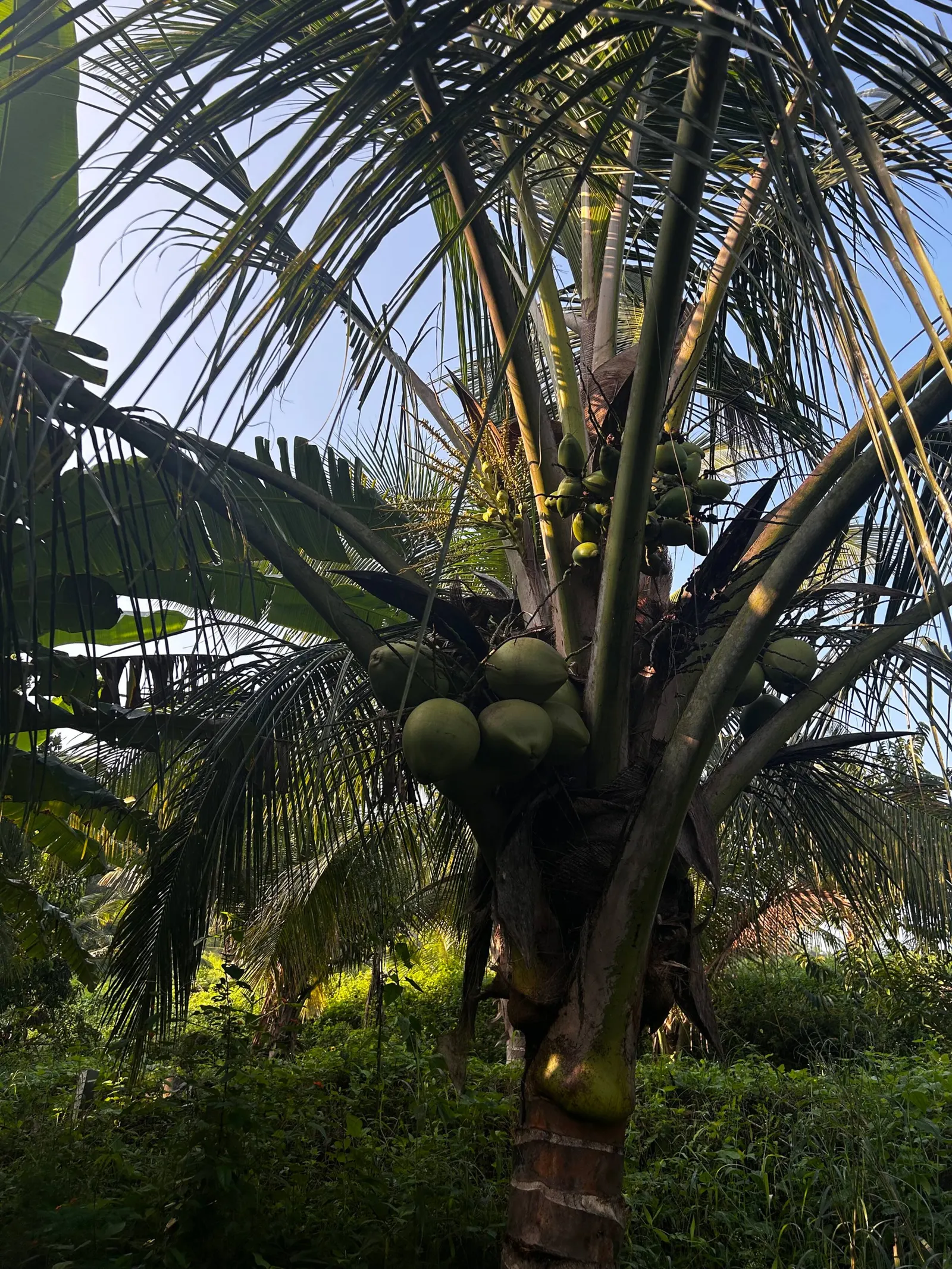 Prakriti - Farm Stay at Anaikatti Hills 31