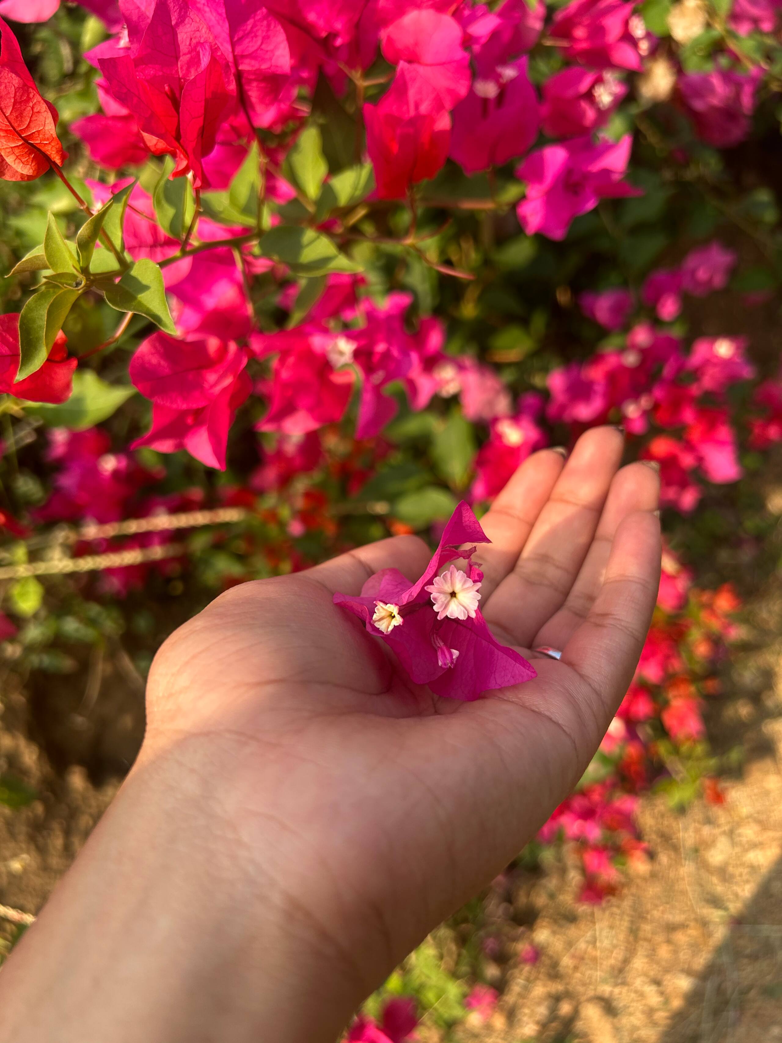 Prakriti - Farm Stay at Anaikatti Hills 39