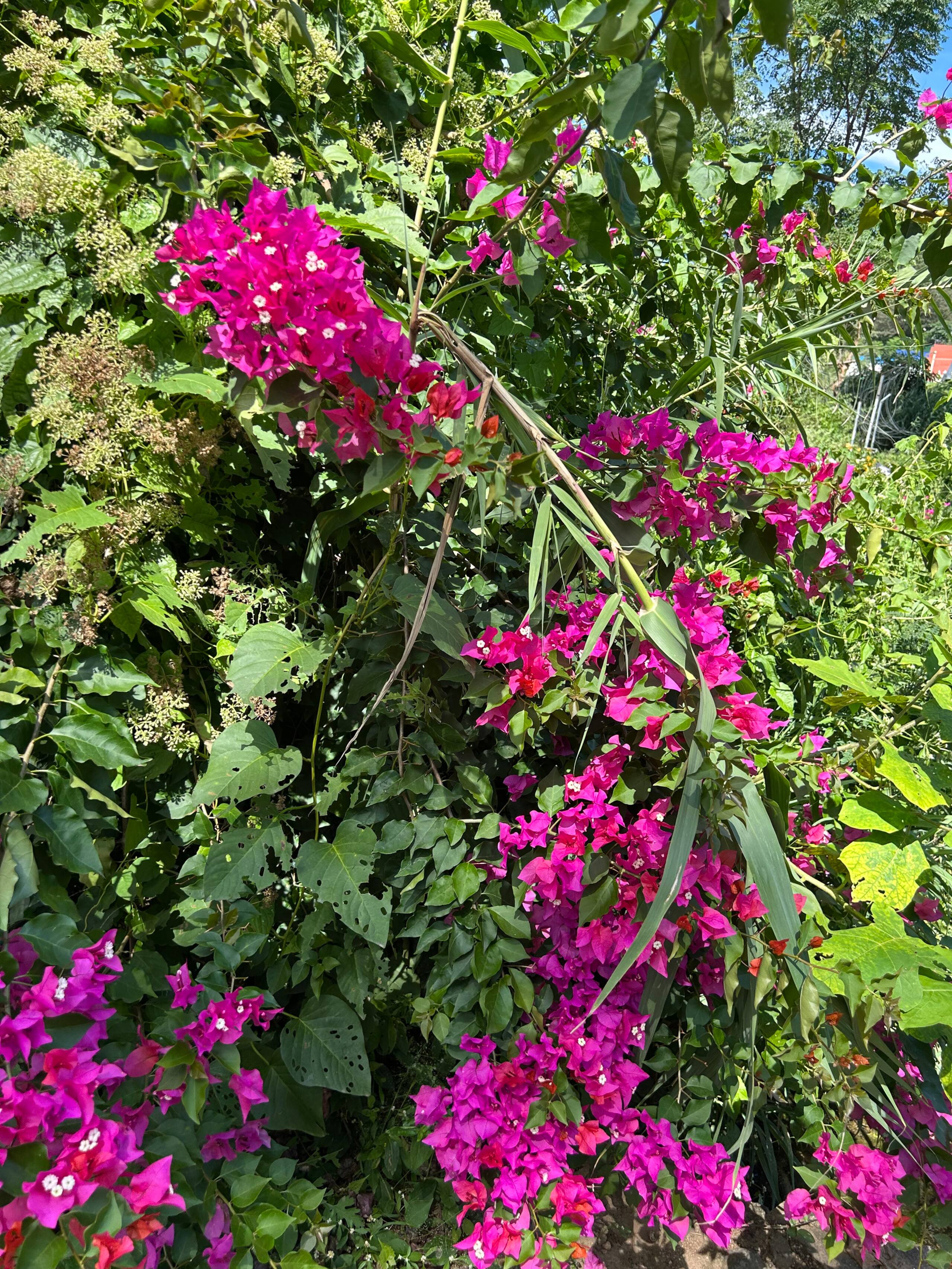 Prakriti - Farm Stay at Anaikatti Hills 35