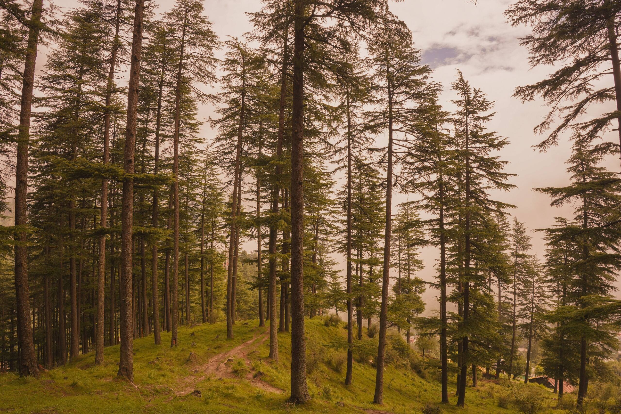 The Slow-life Cottage & Bonnfire near Kasol 30