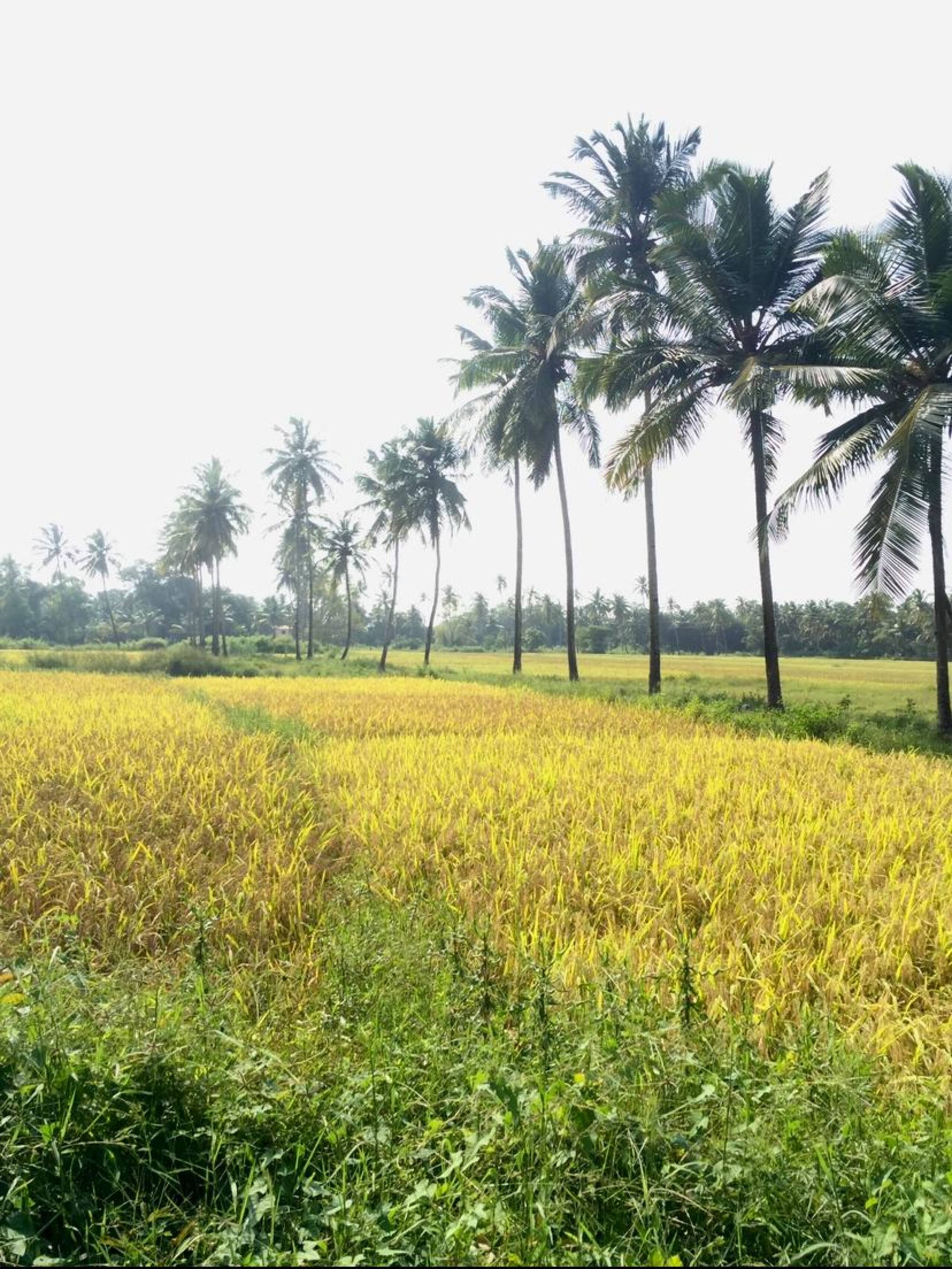 Priyanka's Haven in South Goa 33