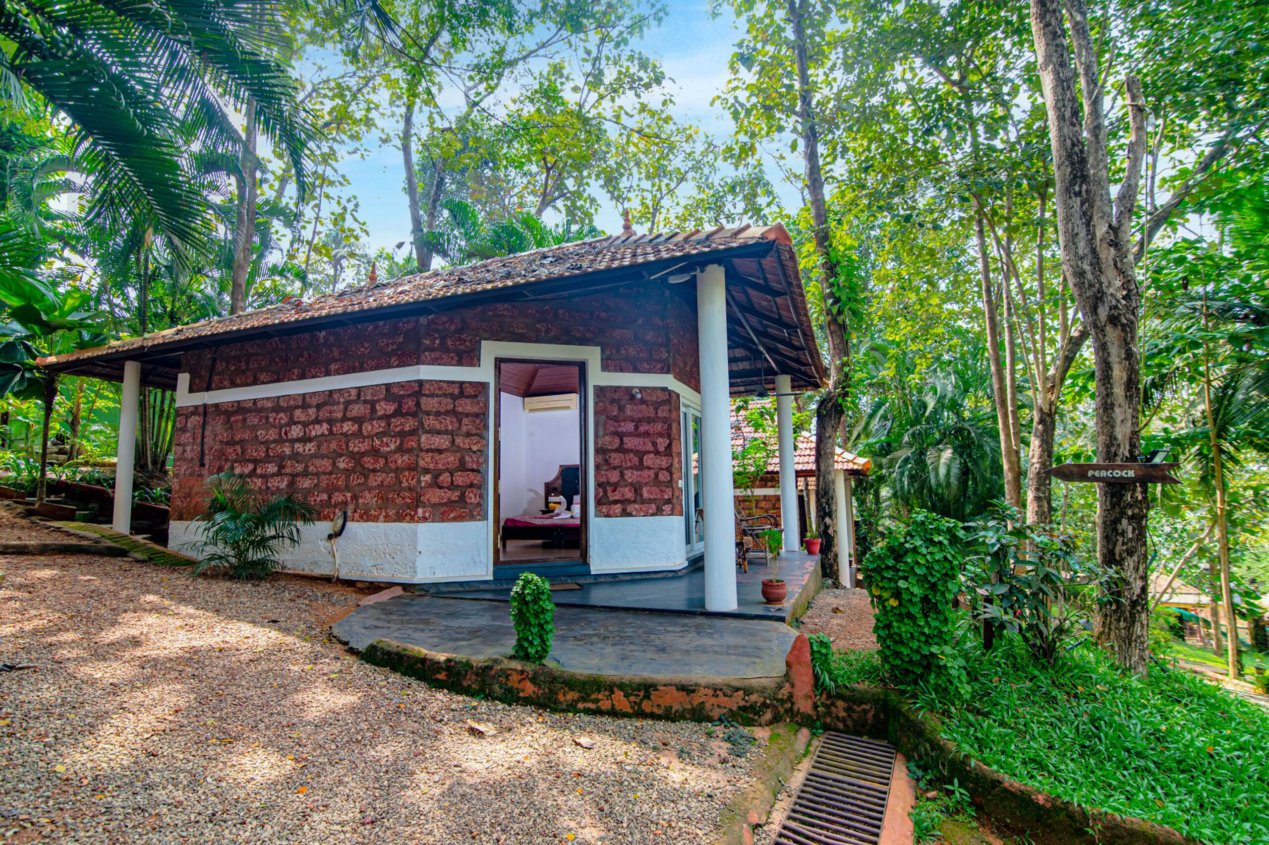 Peacock at Vishram Village, Varkala 4