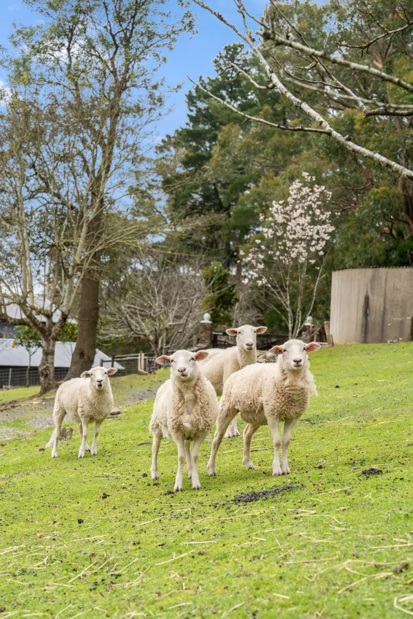 Carawatha on the Range – Unique Farm-Style Retreat — photo 4